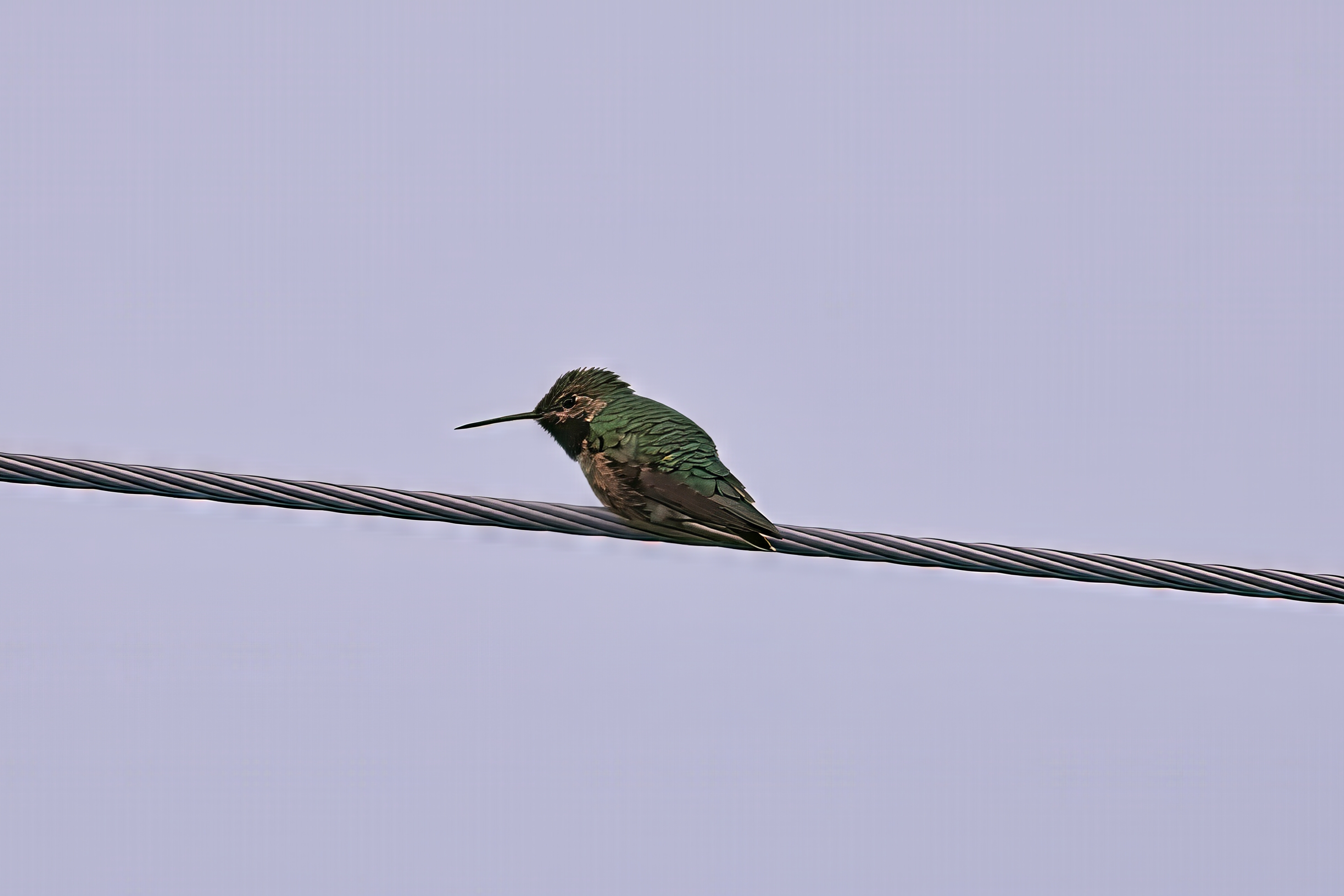 Fw: House Wren at Chatfield and Black Chinned Hummingbird in our yard