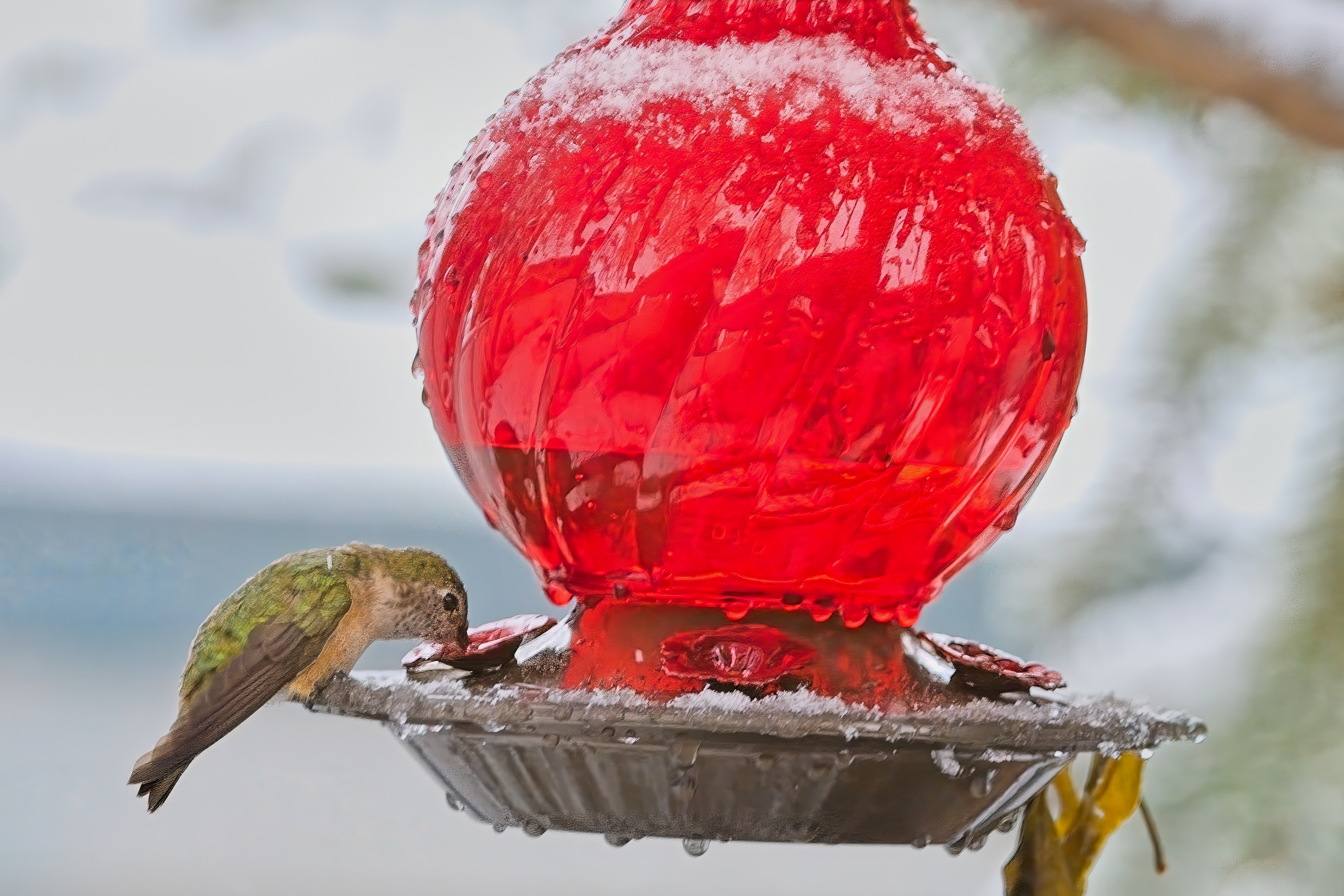 Fw: Hummingbird and American Tree Sparrow