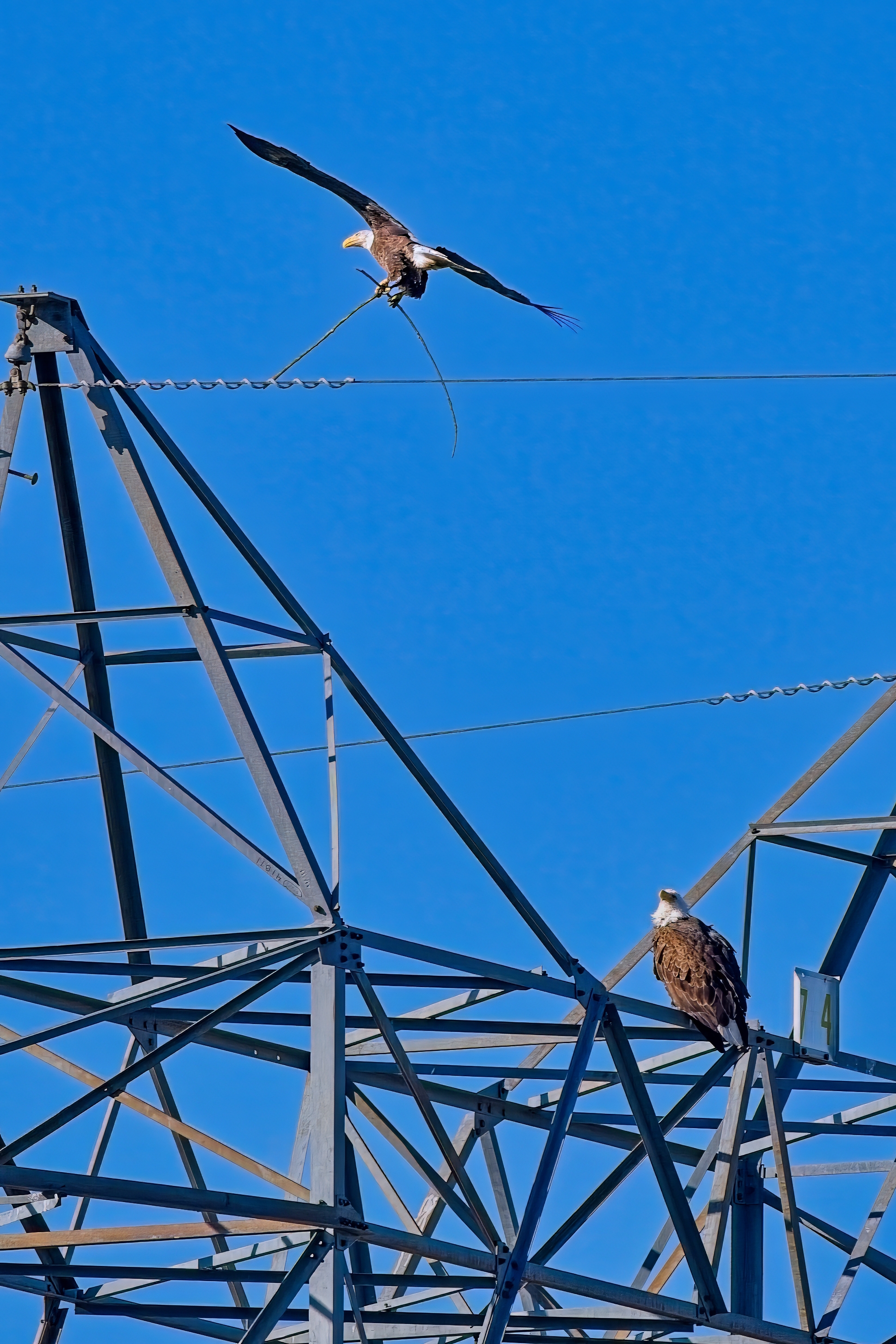 Fw: Bald Eagle flying with two sticks and mystery hawk taking off