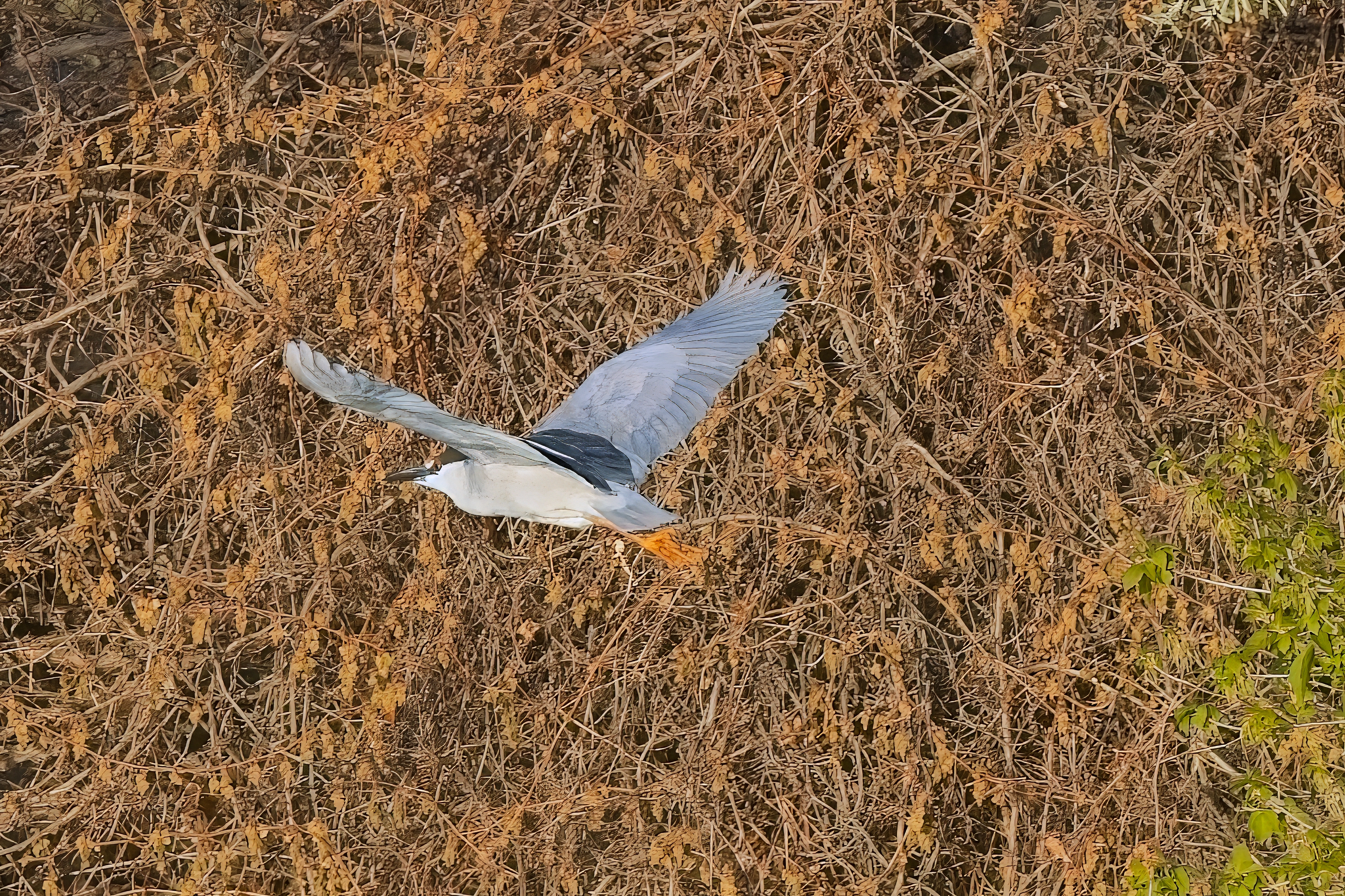 Fw: Great Blue Heron and Night Heron flying at the dog park yesterday