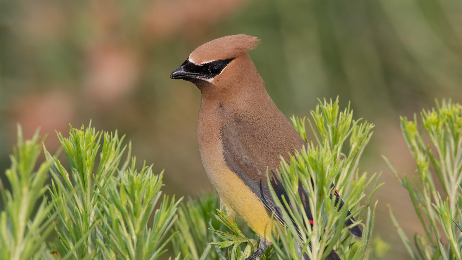 Bird Photos