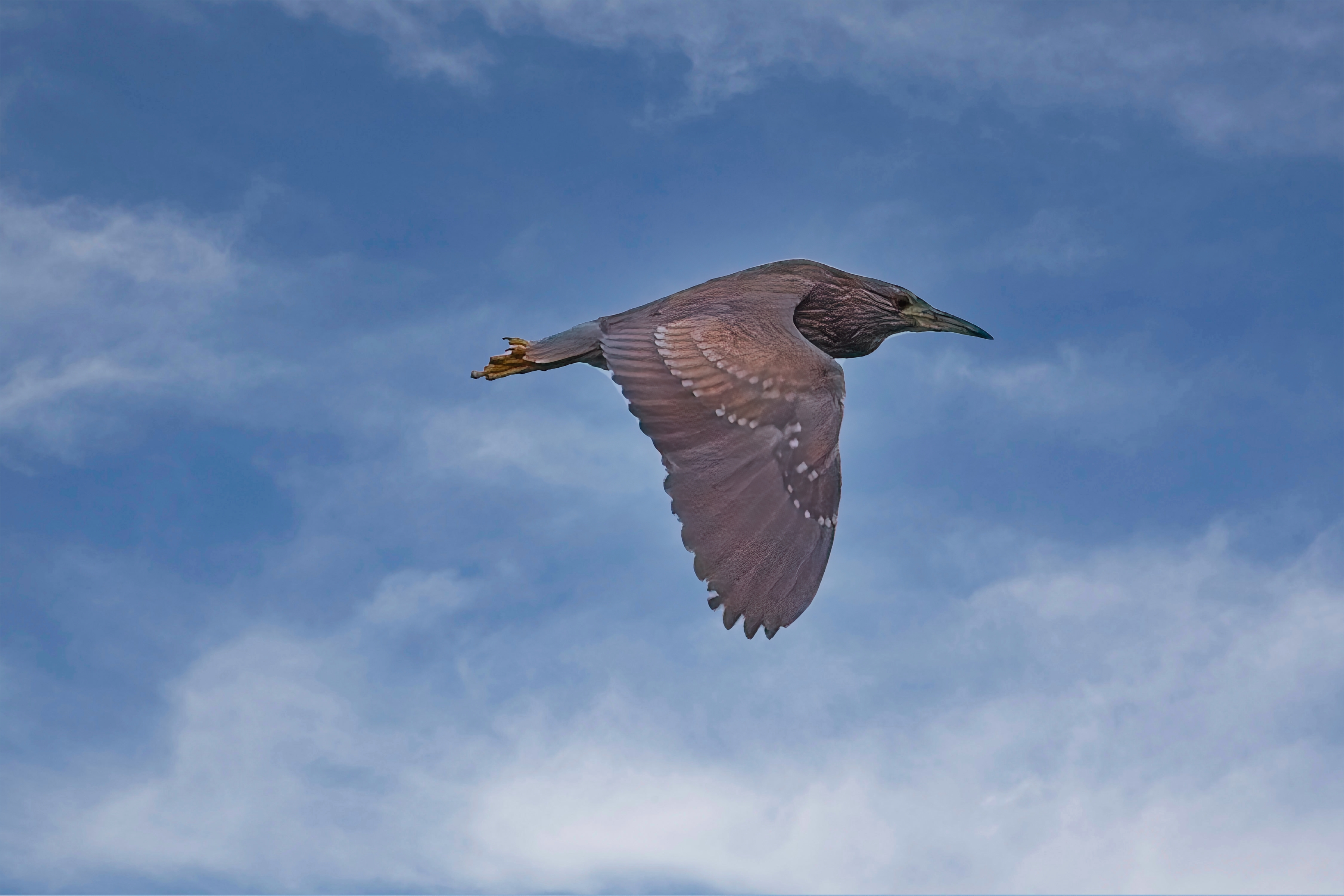 Fw: Night Heron at the dog park