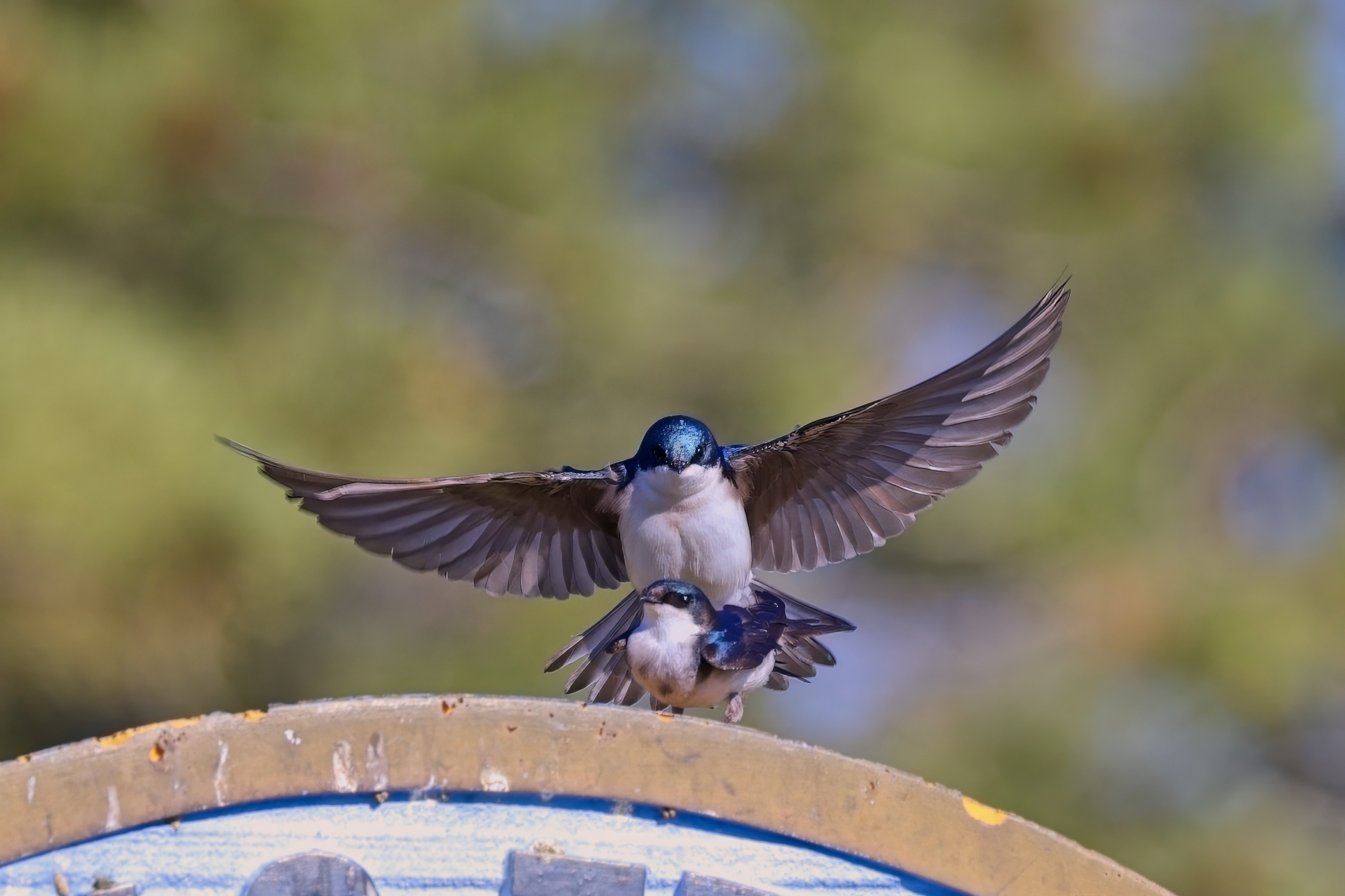 Fw: Making more swallows