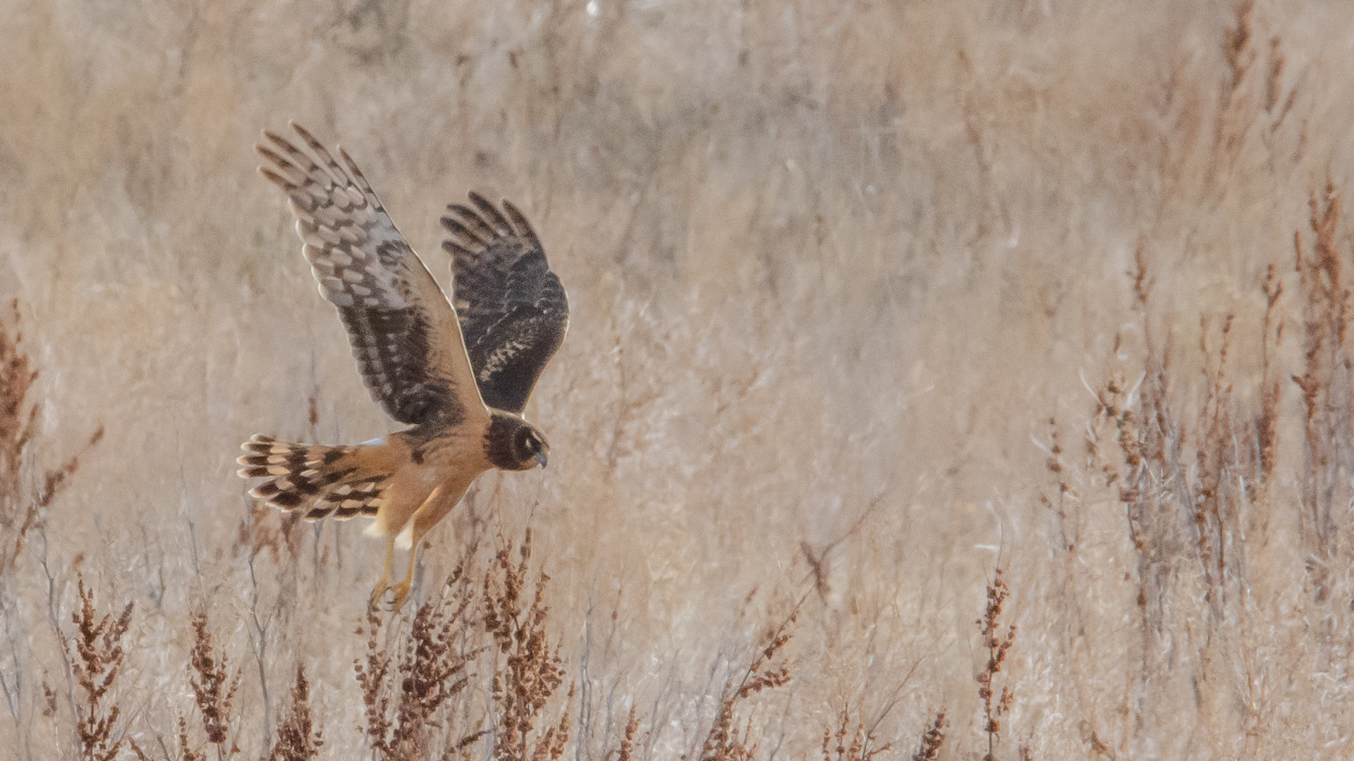 Bird Photos