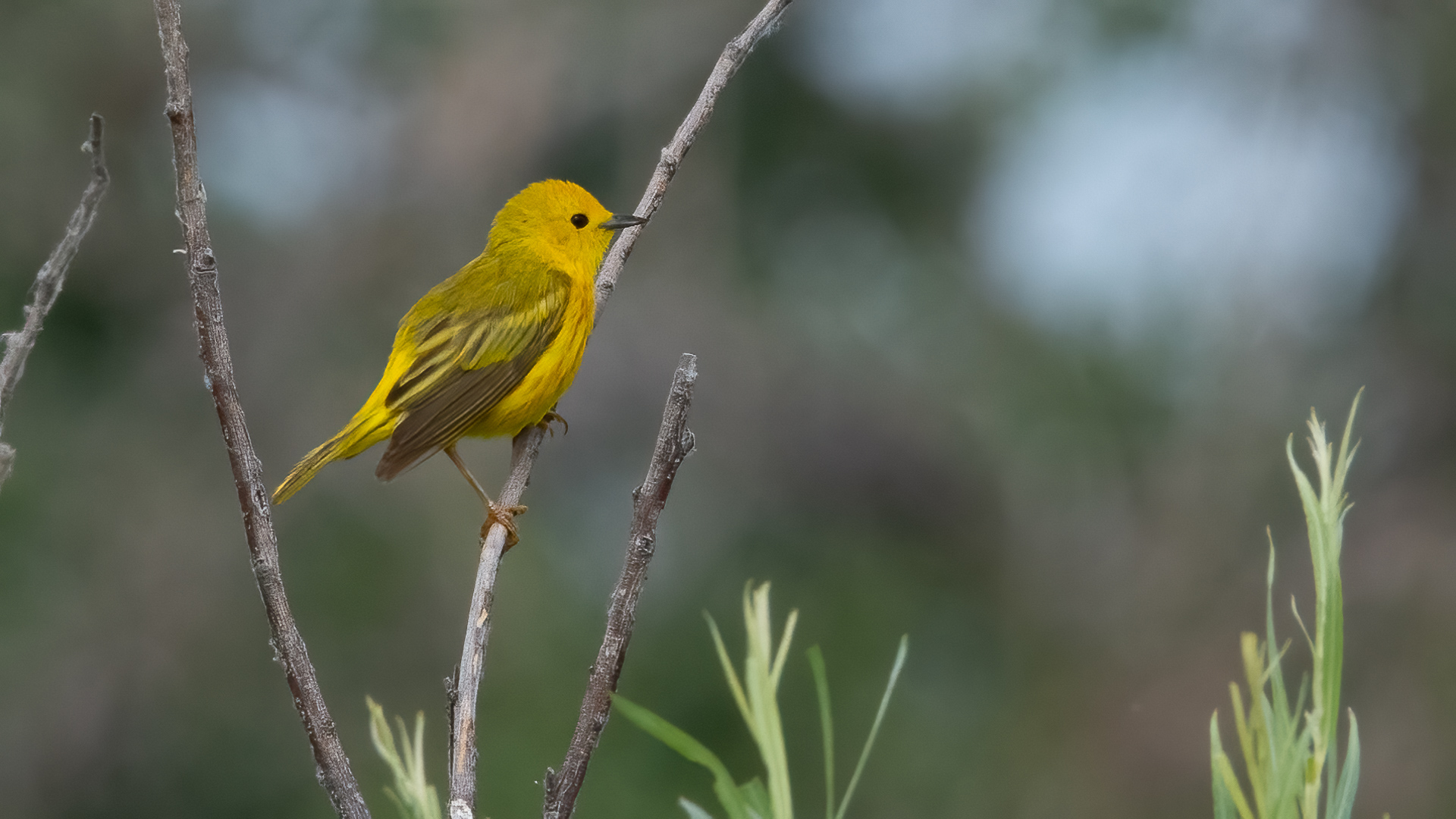 Bird Photos