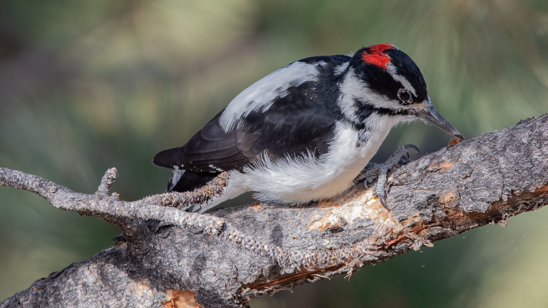 Bird Photos