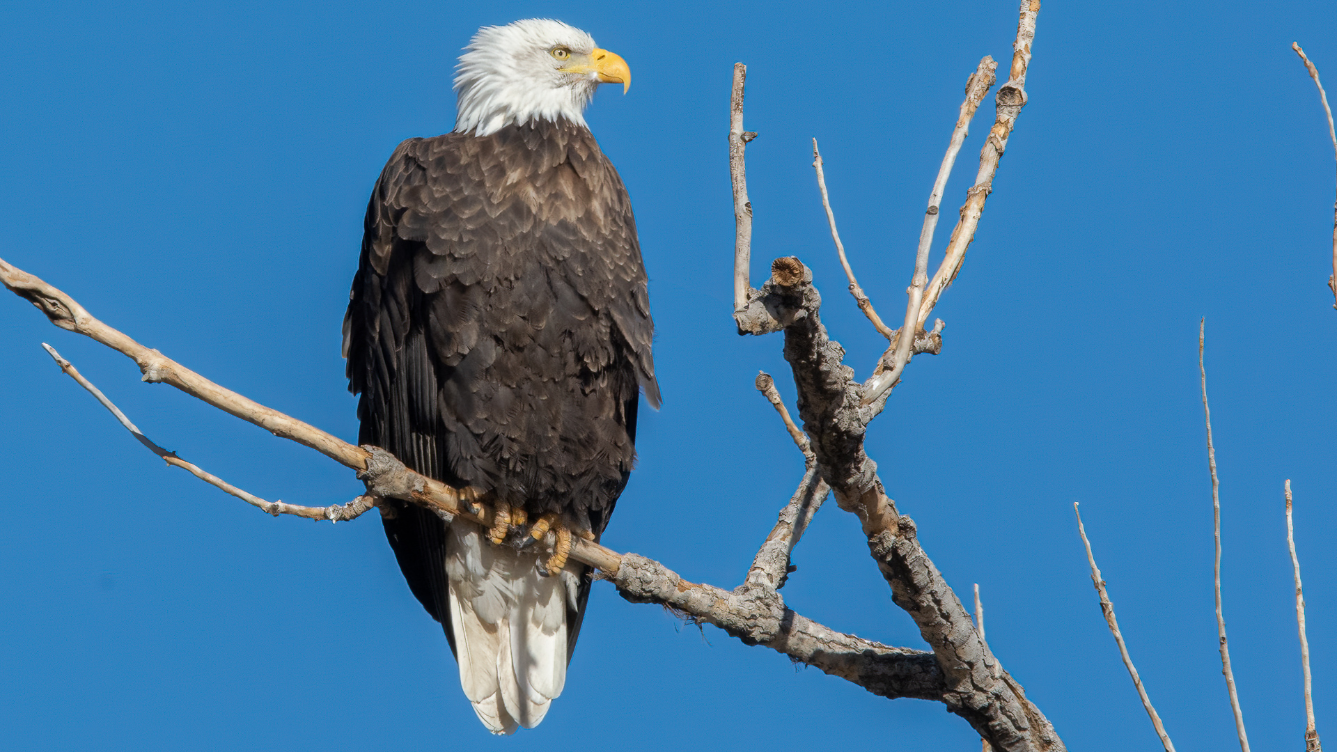 Bird Photos