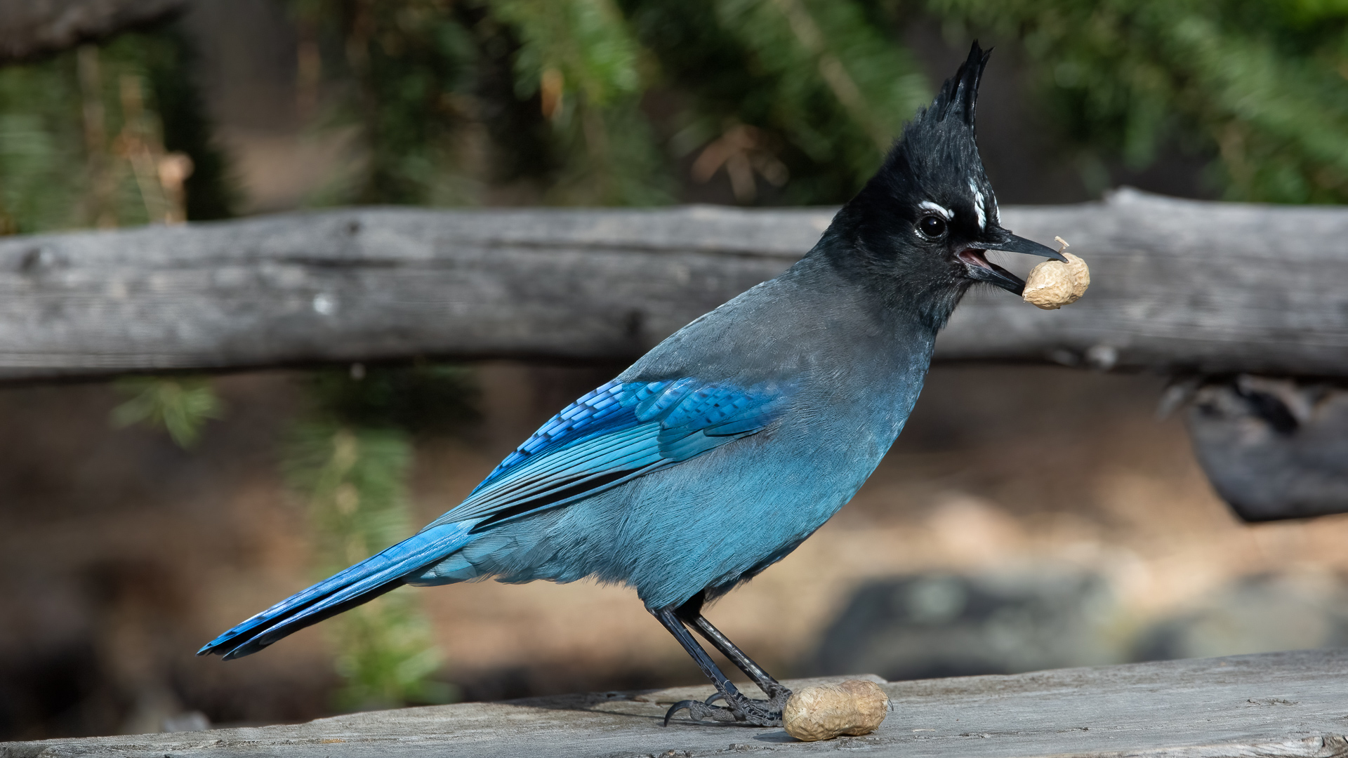 Bird Photos