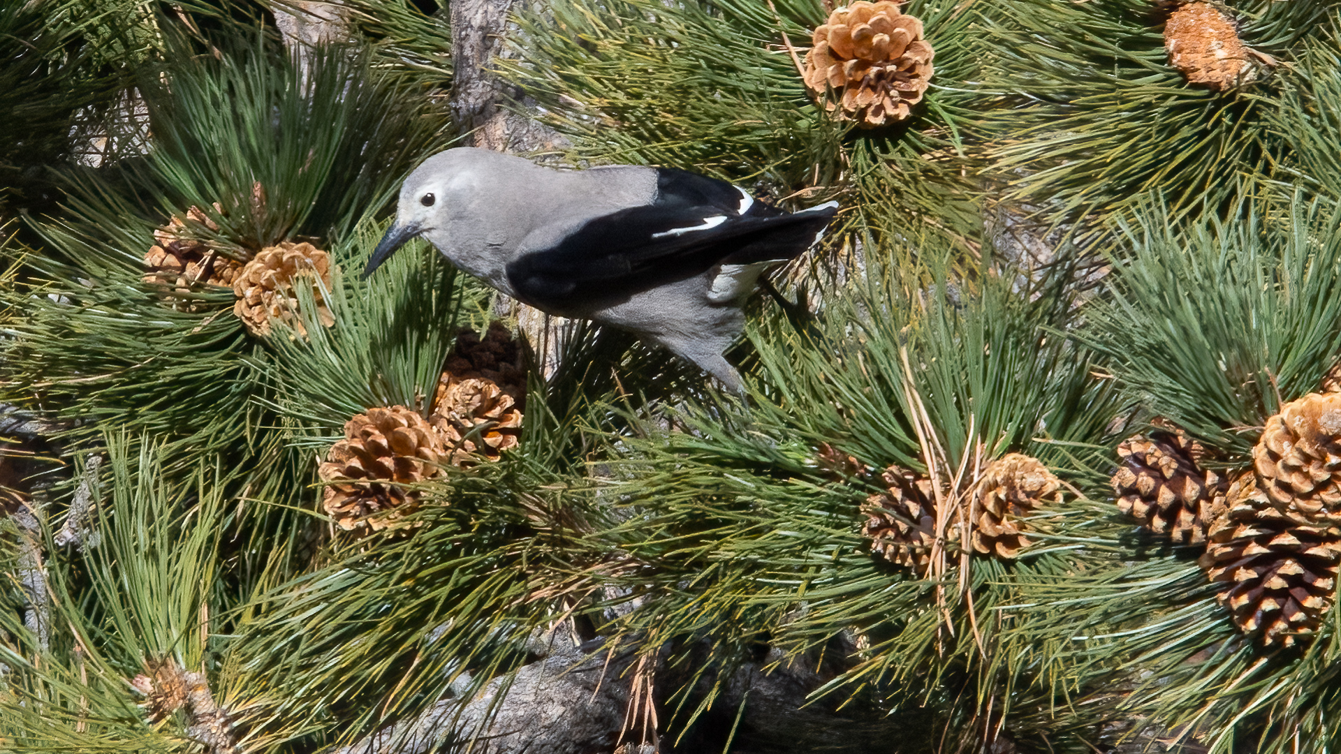 Bird Photos