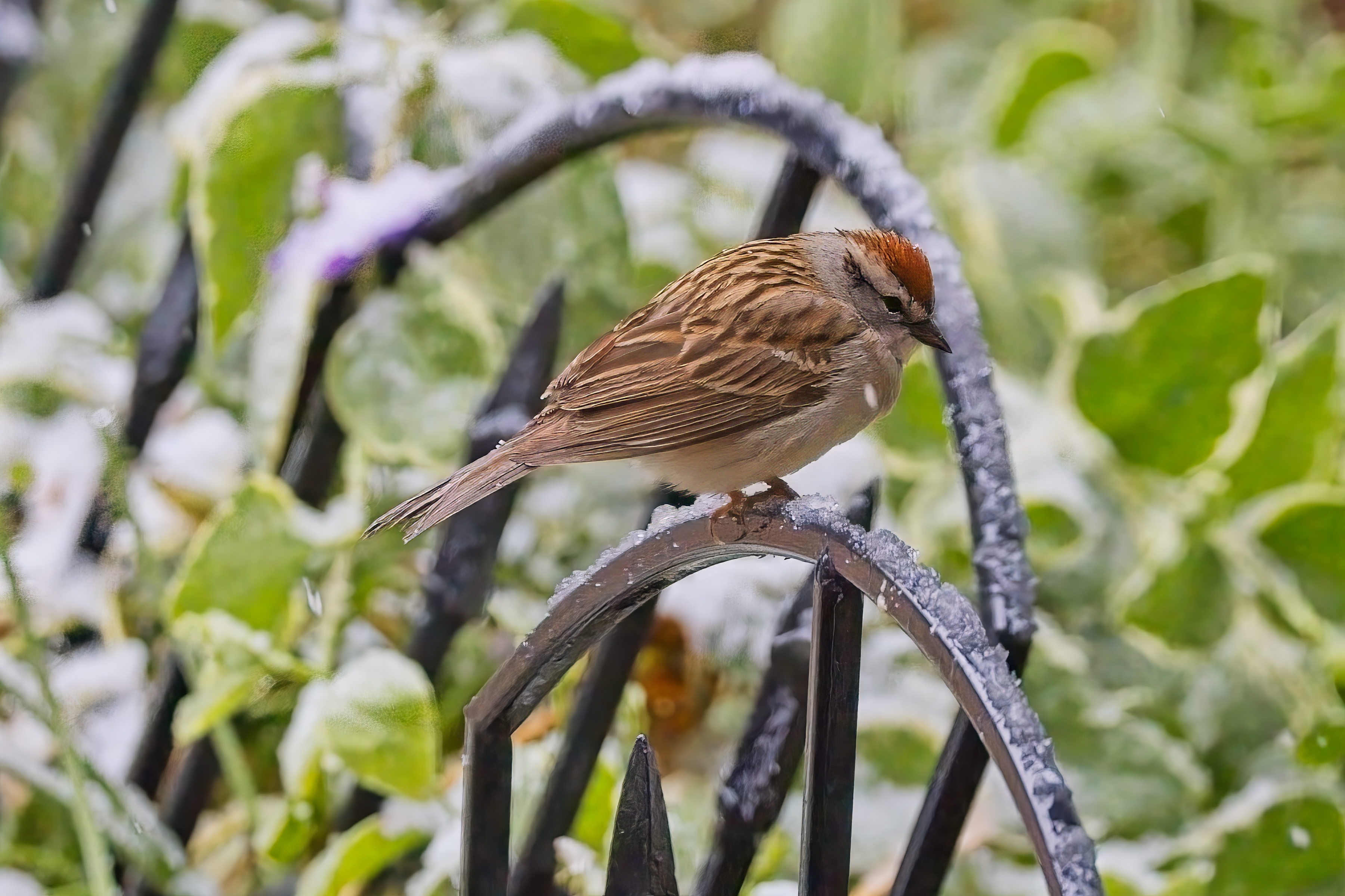 Fw: Hummingbird and American Tree Sparrow