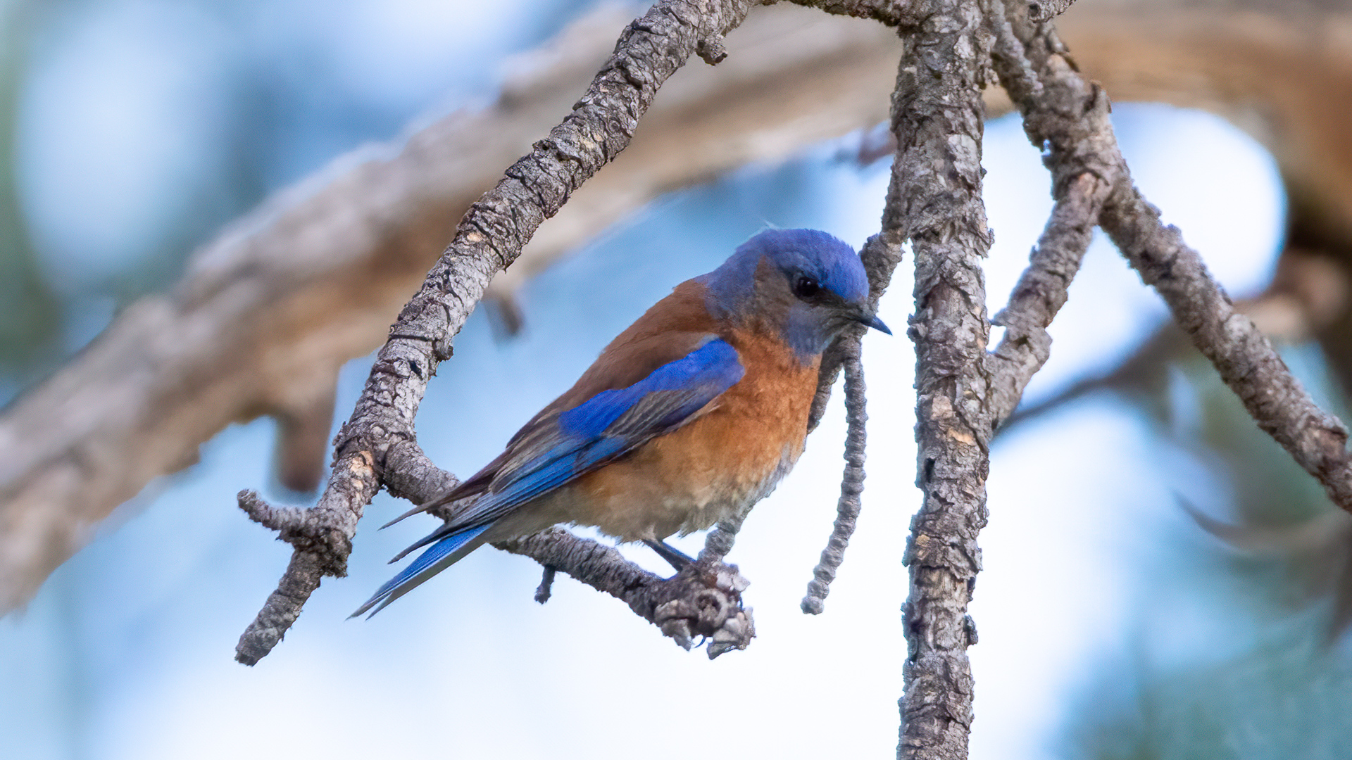 Bird Photos