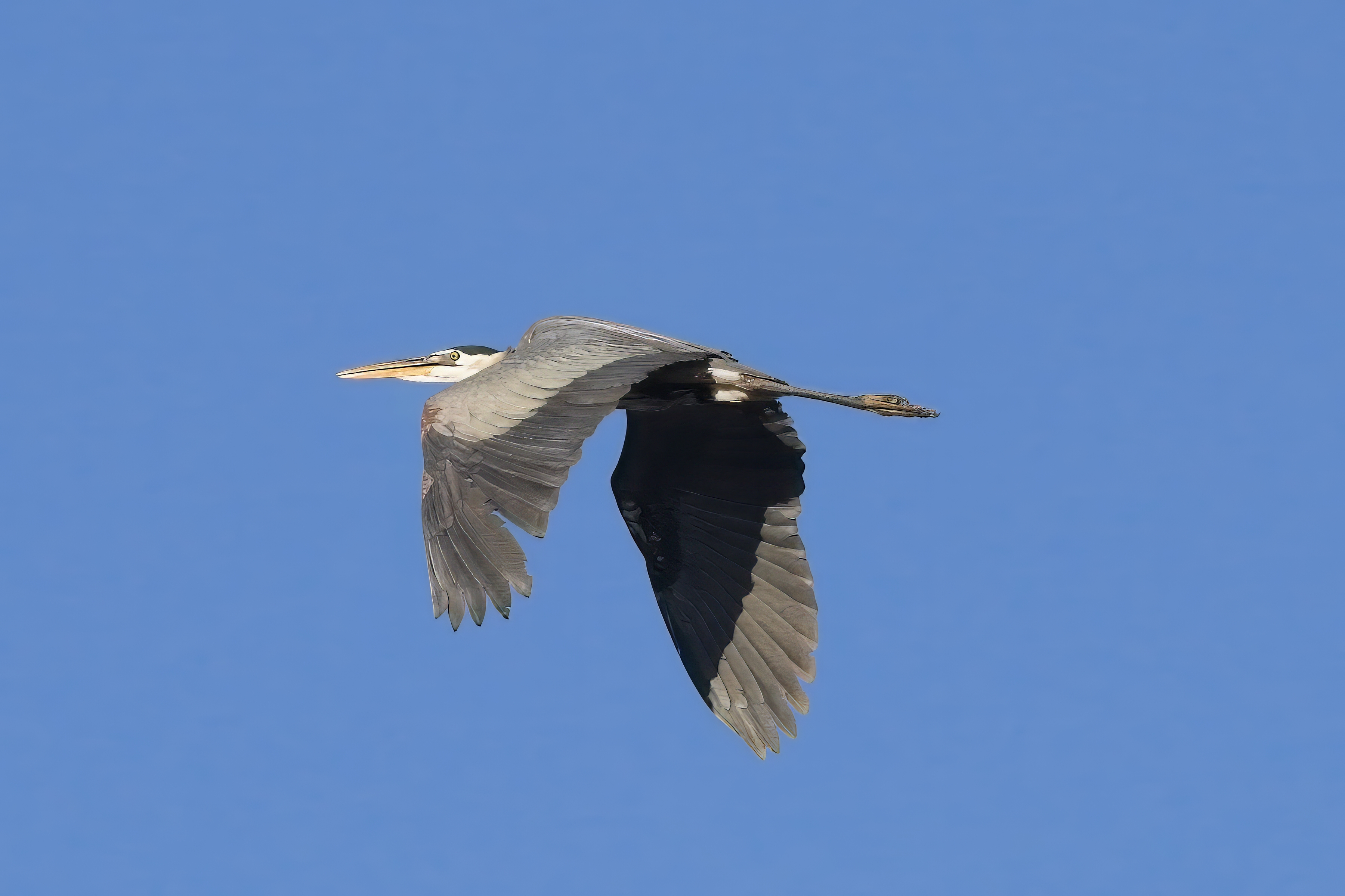 Fw: Great Blue Heron and Night Heron flying at the dog park yesterday