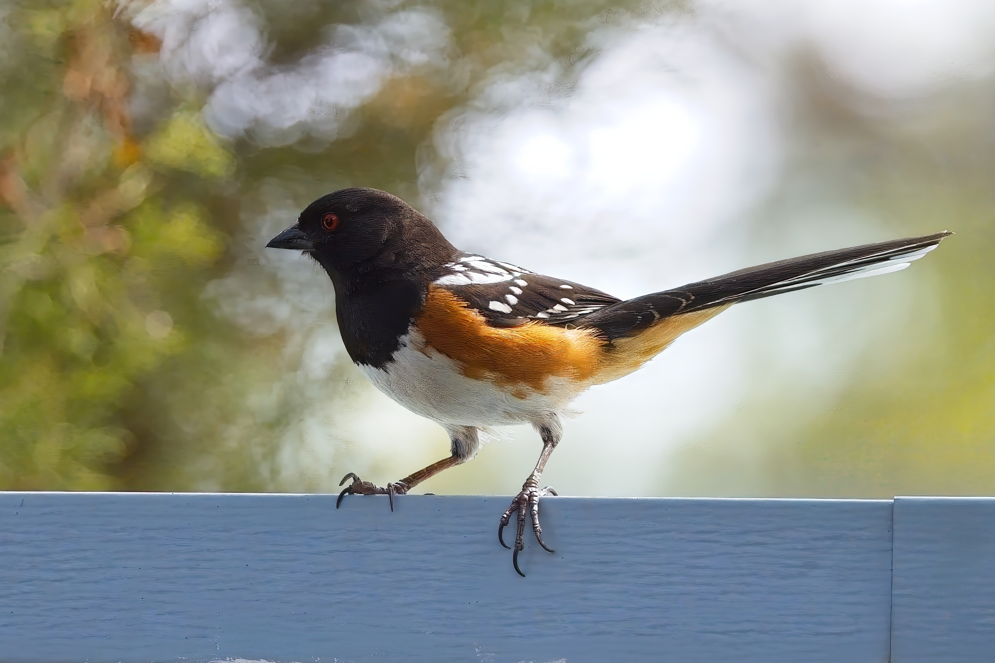 Fw: Chickadee and Spotted Towhee in our yard