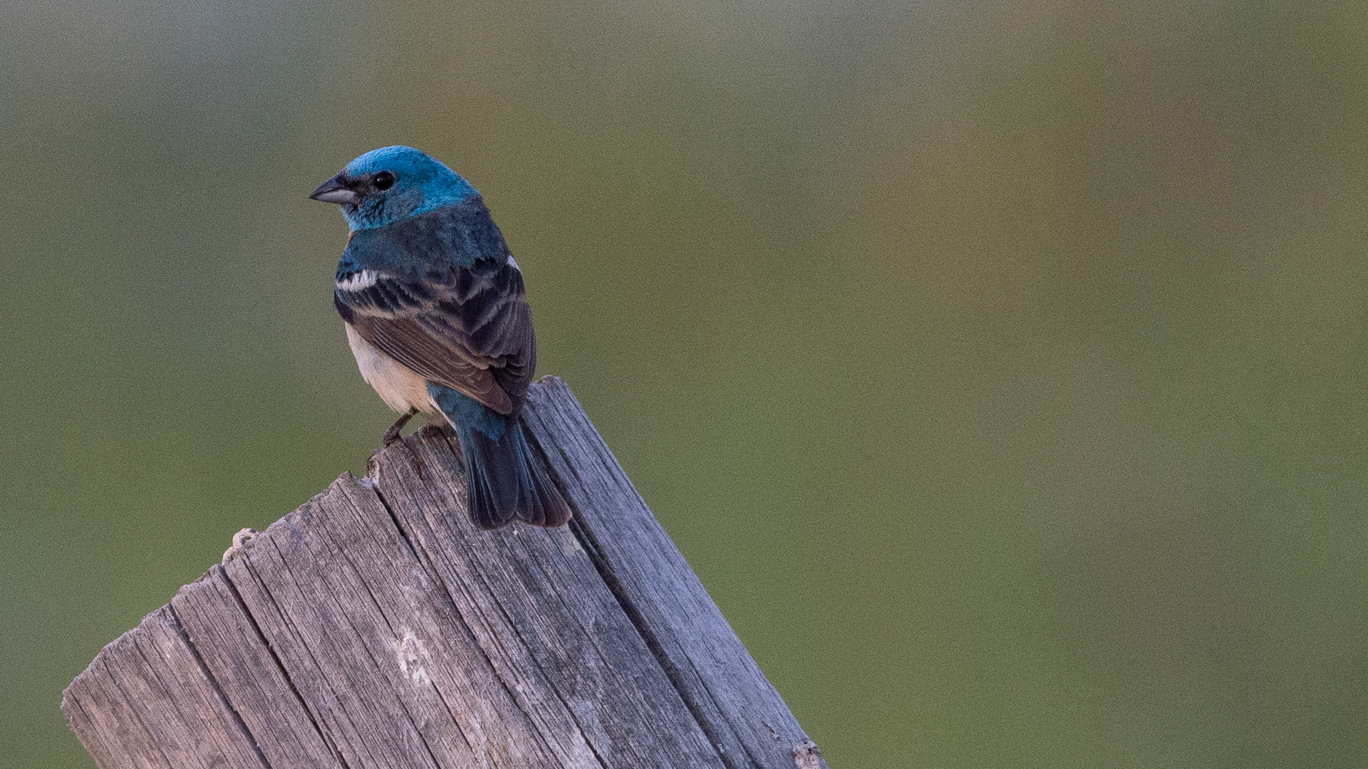Bird Photos