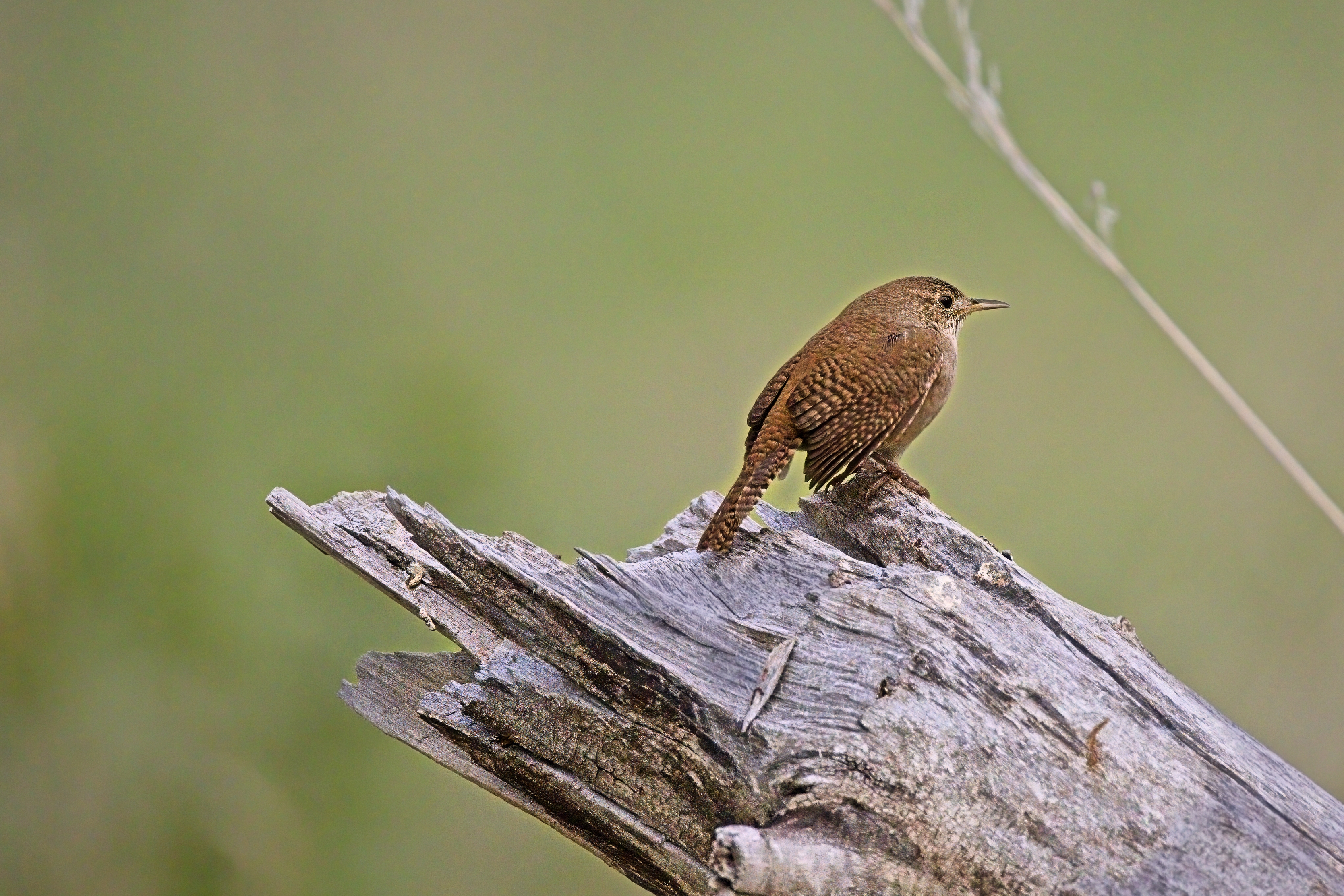 Fw: House Wren at Chatfield and Black Chinned Hummingbird in our yard