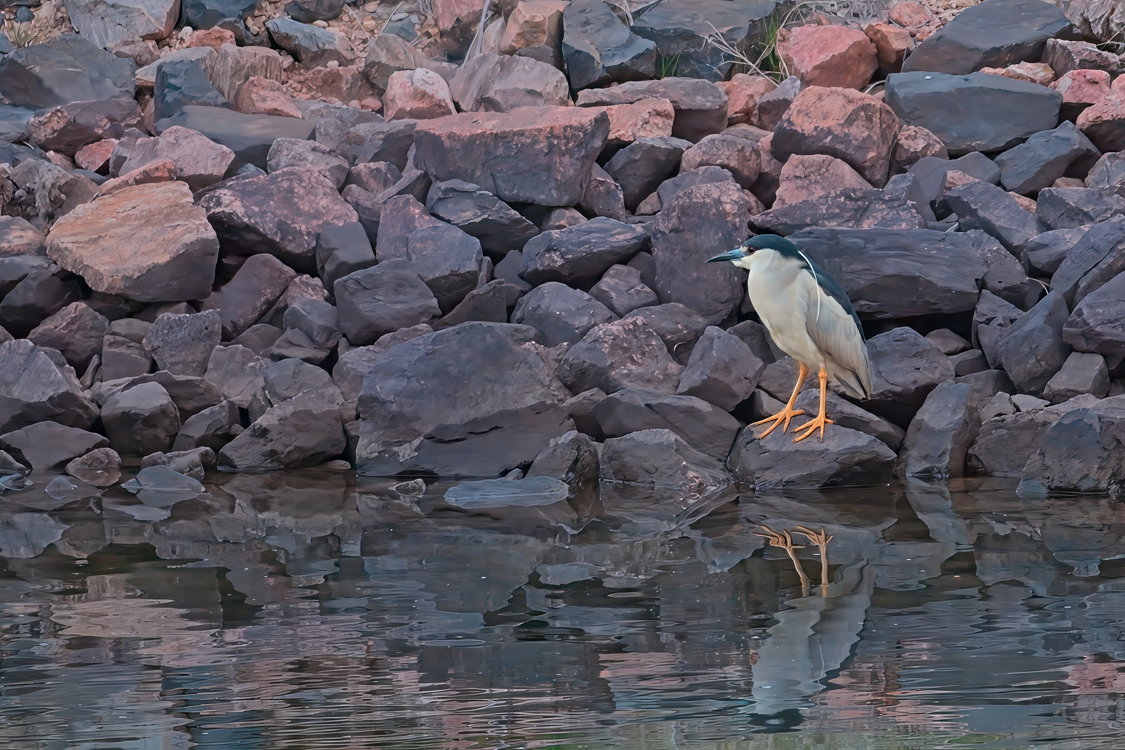Fw: Night Heron at the dog park