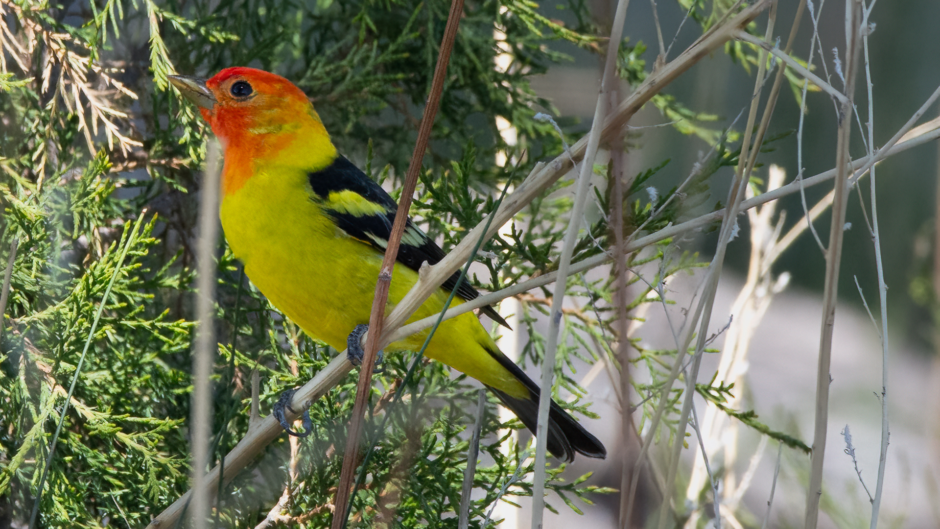 Bird Photos