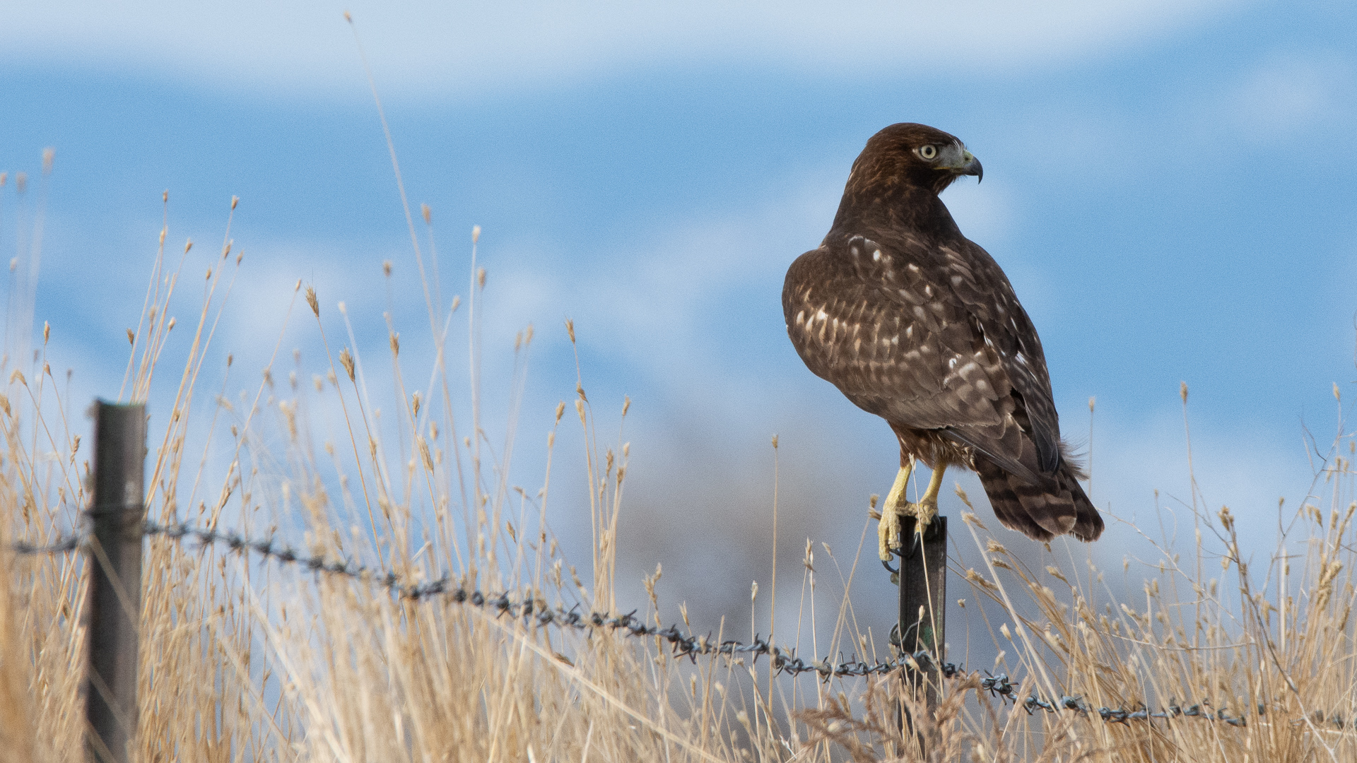 Bird Photos
