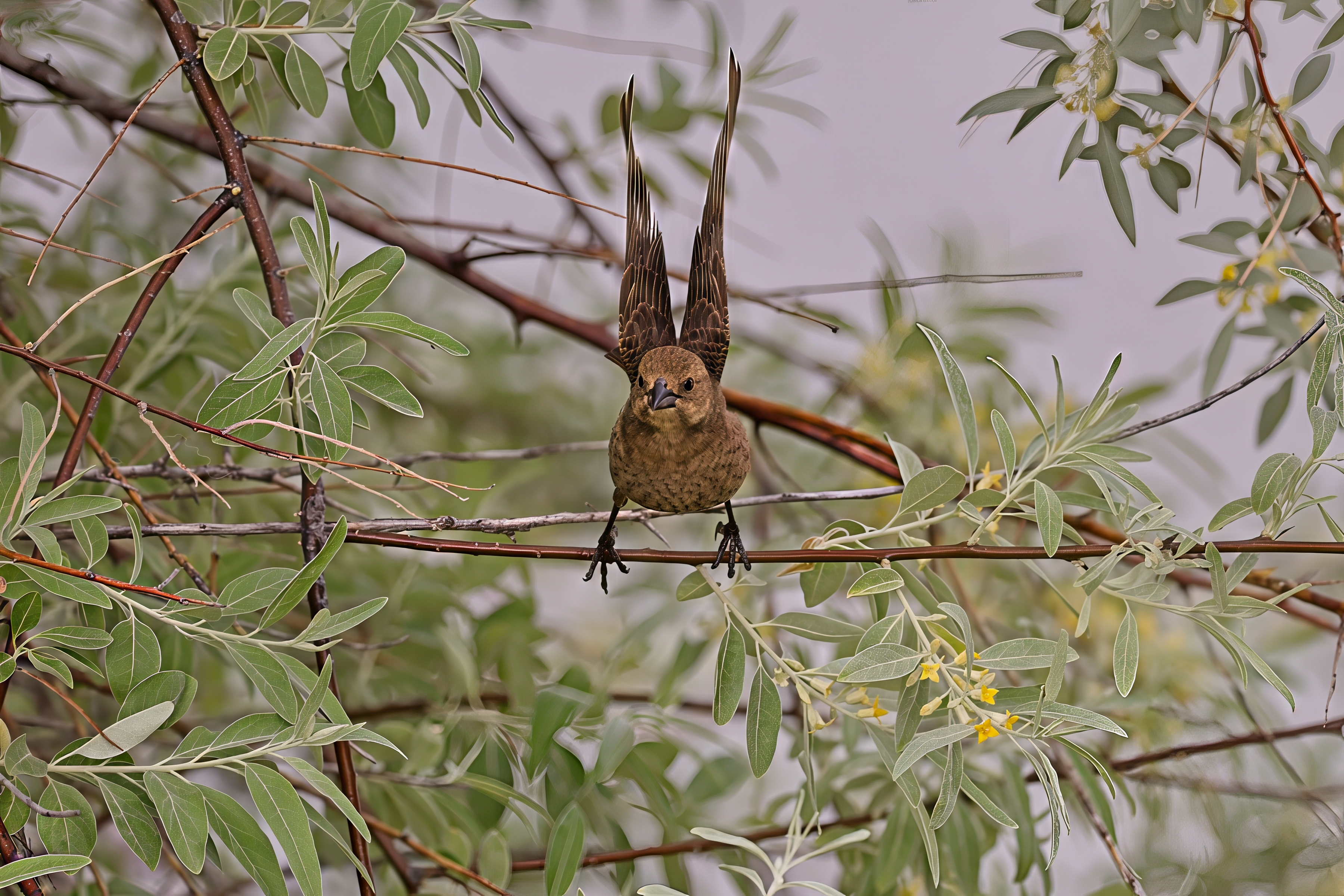 Fw: Can anybody identify this exotic little bird?