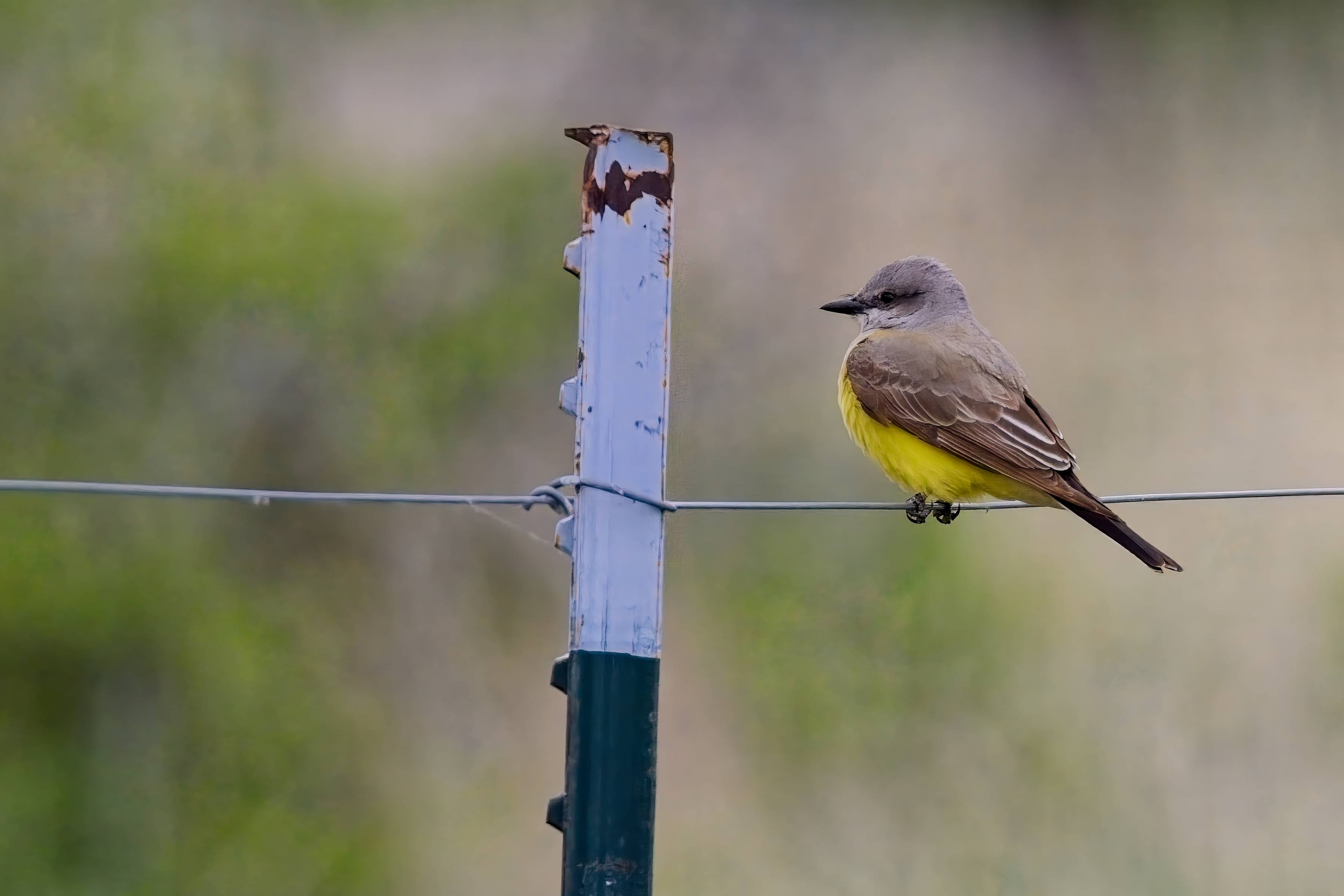 Fw: Western Kingbird at the dog park