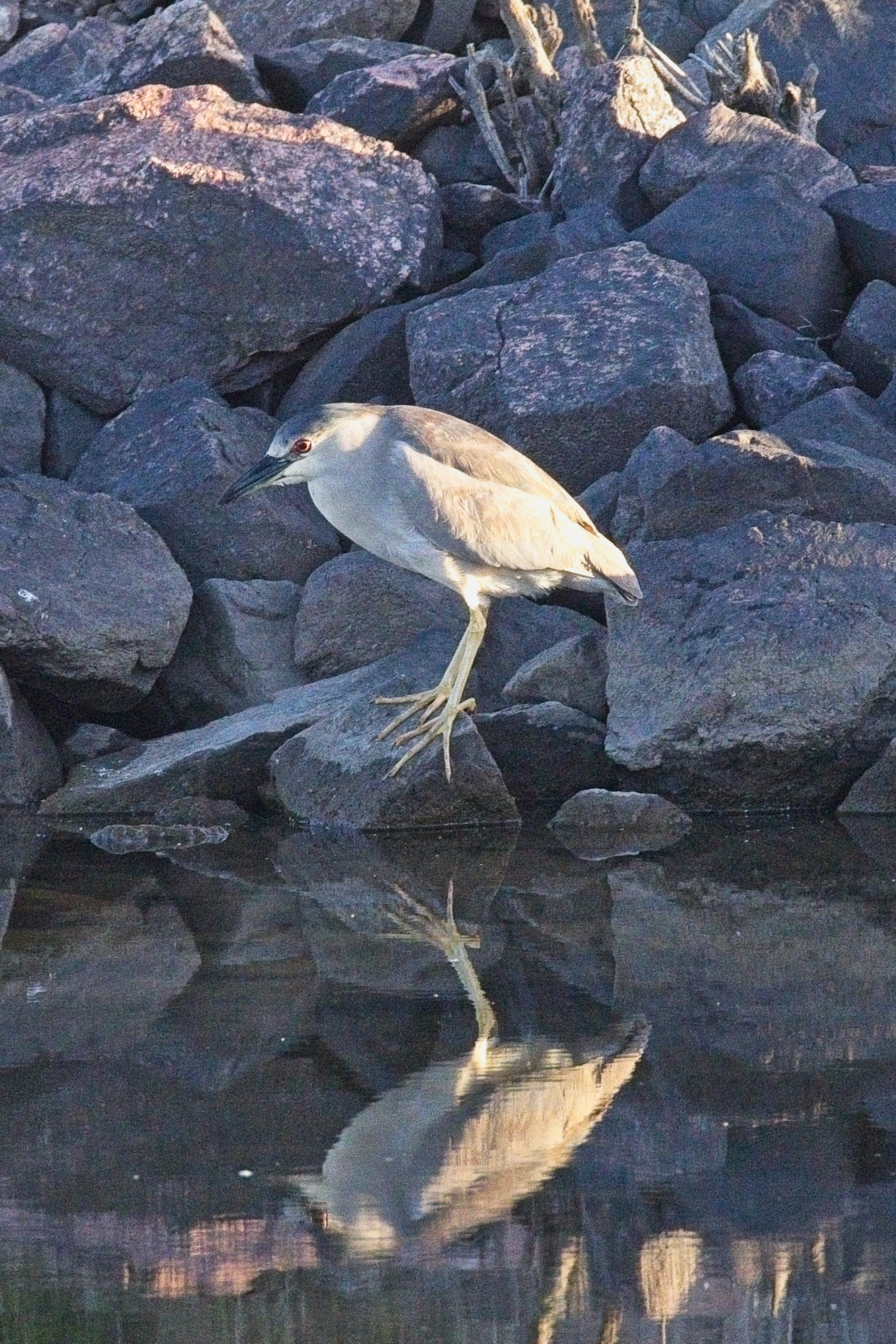 Night Heron