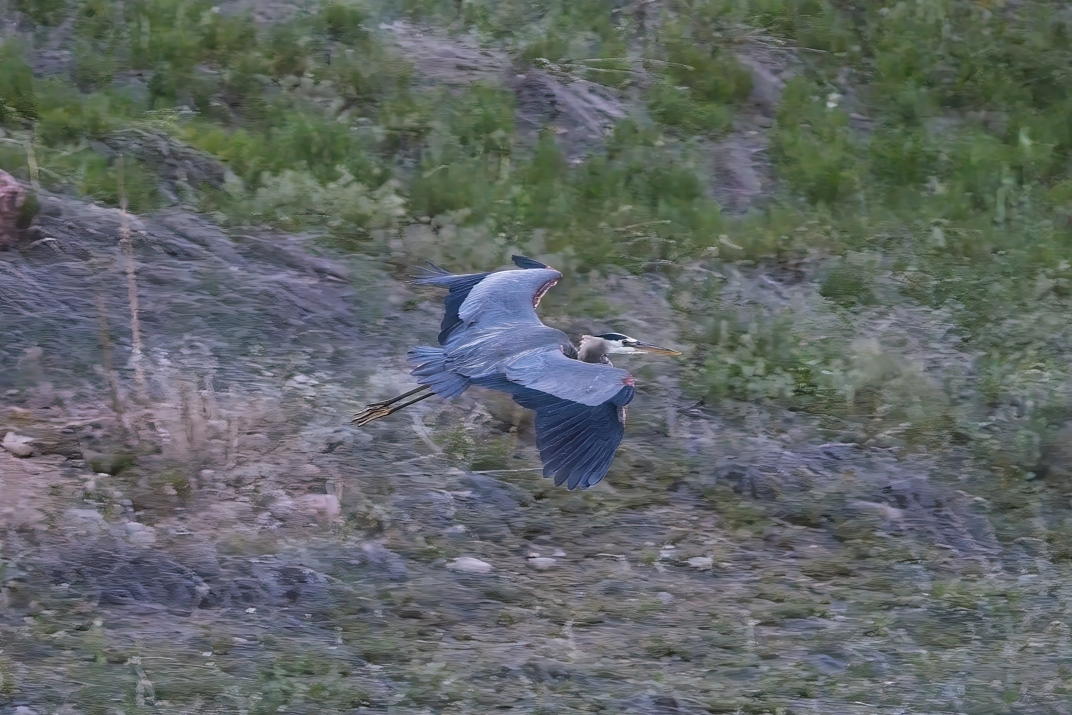 Fw: Heron flying over the South Platte by the dog park