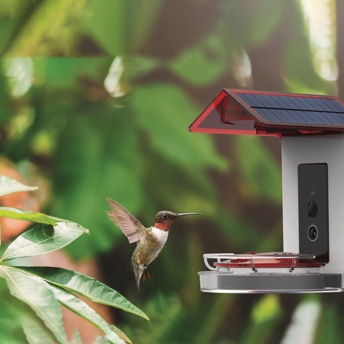 The Ultimate Bird Feeder Buying Guide: Which One is Right for You?