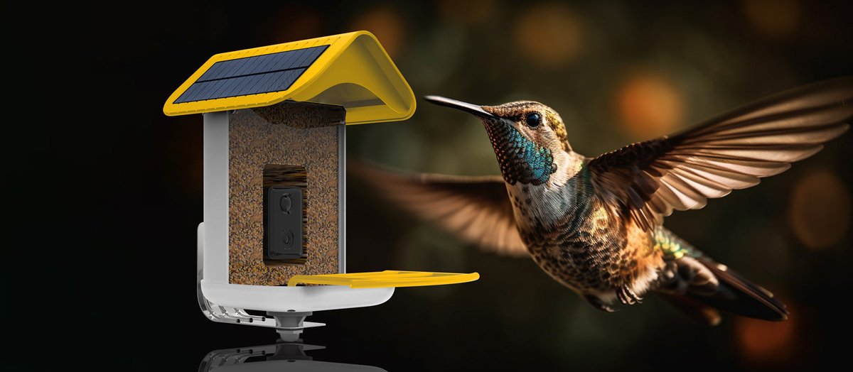 Attracting Hummingbirds This Fall: Tips to Keep Them Visiting Longer