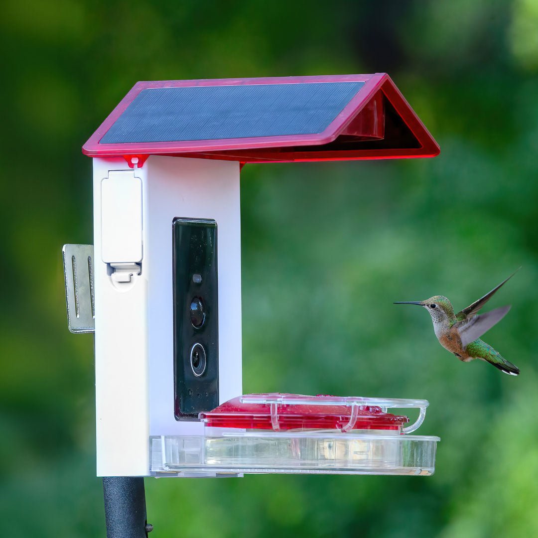 The Top 5 Mistakes People Make with Hummingbird Feeders (and How to Fix Them)