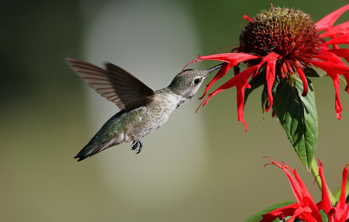 Why Smart Hummingbird Feeders Are Changing Backyard Birdwatching