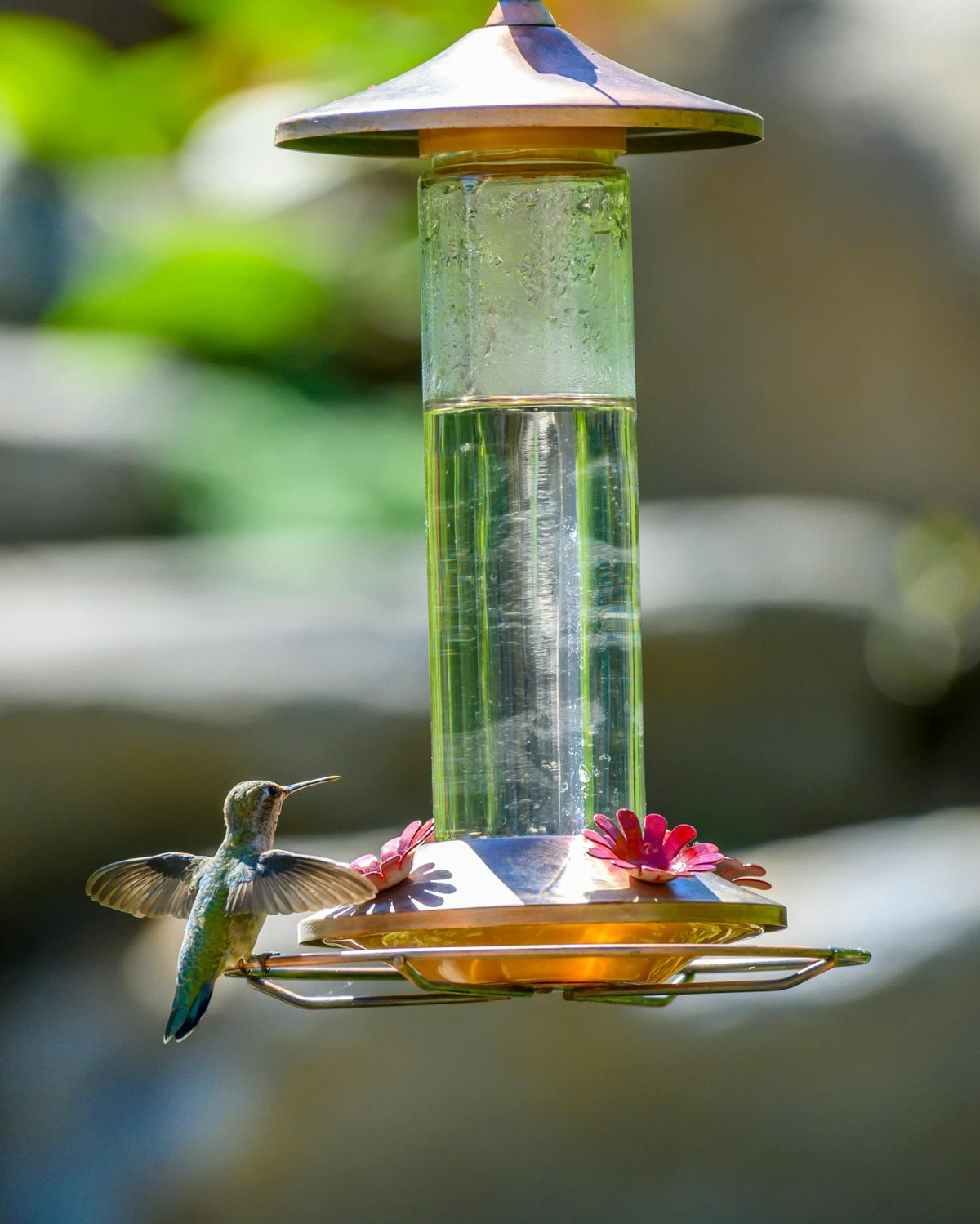 The Smart Bird Feeder Buyer’s Guide: What to Know Before You Buy