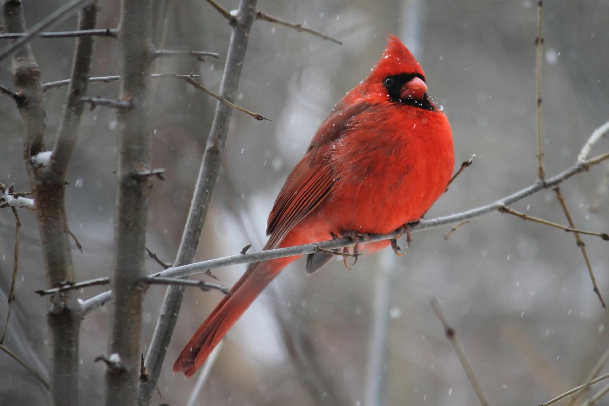 Winter Birdwatching 101: How to Keep Birds Coming Back All Season