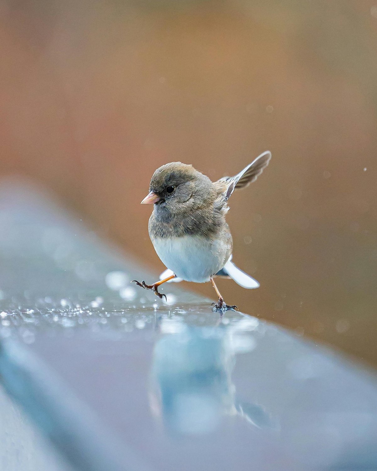 Preparing Your Backyard for Winter Birds: Simple Steps to Support Wildlife Before the Cold