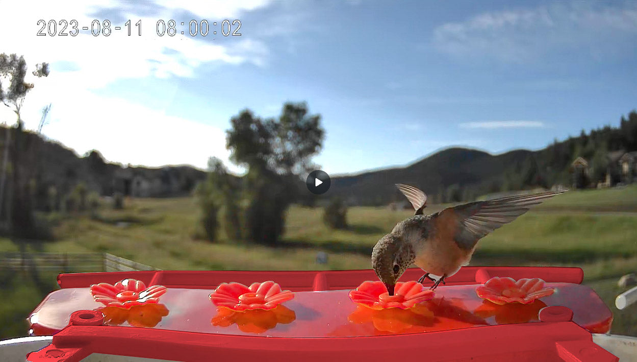 Hummingbird feeding on a red flower-shaped feeder with a scenic background
