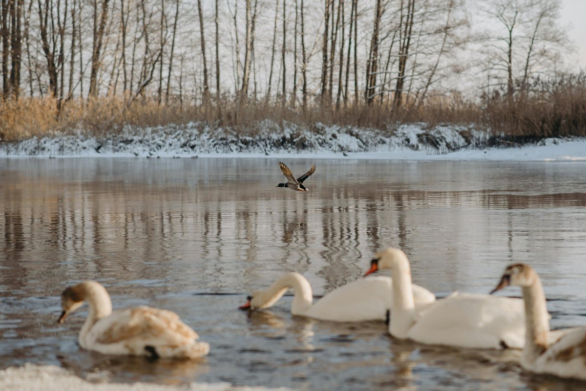 Preparing Your Backyard Feeders for the First Frost