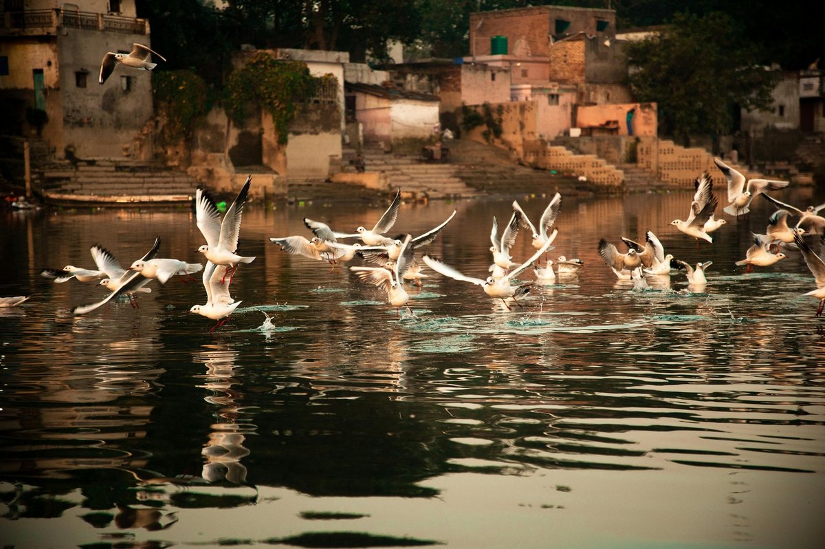The Ultimate Bird Lover’s Gift Guide 2025