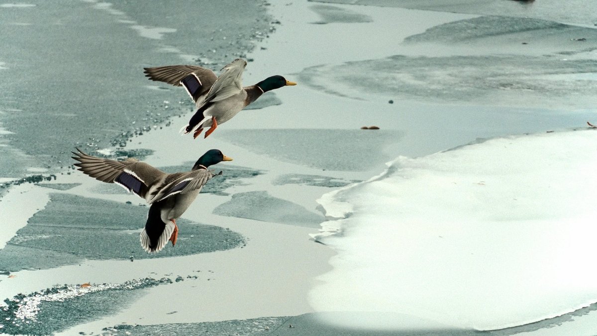 How Birds Survive Cold Nights (And How You Can Help Them)