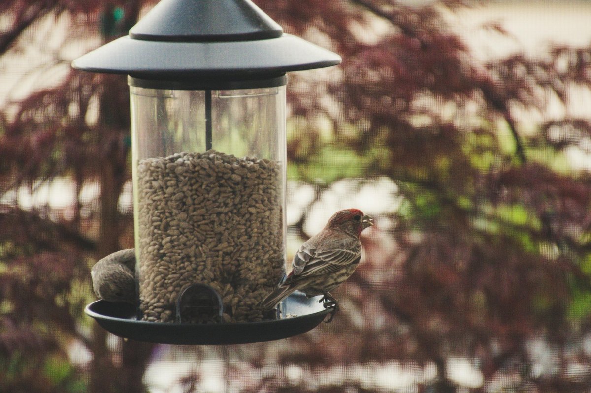 Bringing Joy Home: Birdwatching as a Family Holiday Tradition