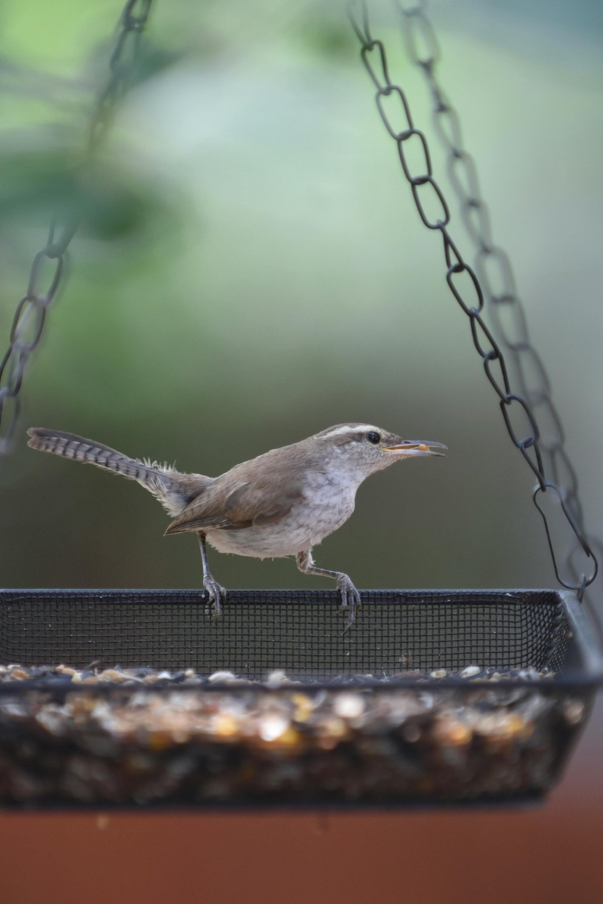 Supporting Wildlife Through Winter: A Gift That Gives Back