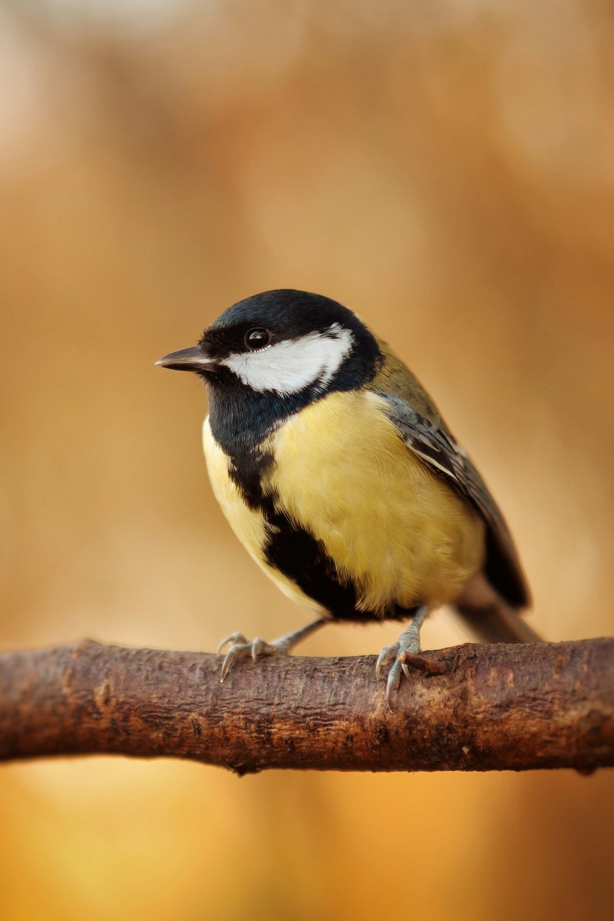 Why Birdwatching Makes the Perfect Thanksgiving Morning Tradition
