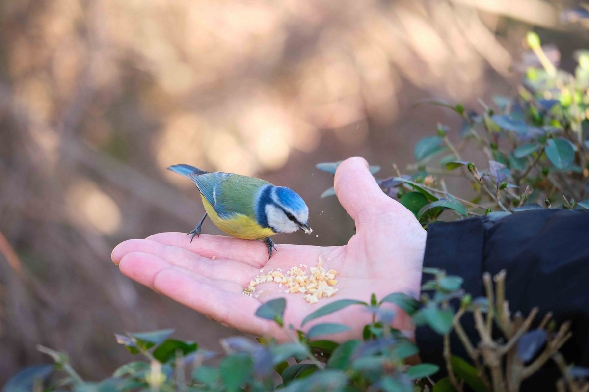 Feeding Your Backyard Birds During the Holiday Season: What They Need Most in Late Fall