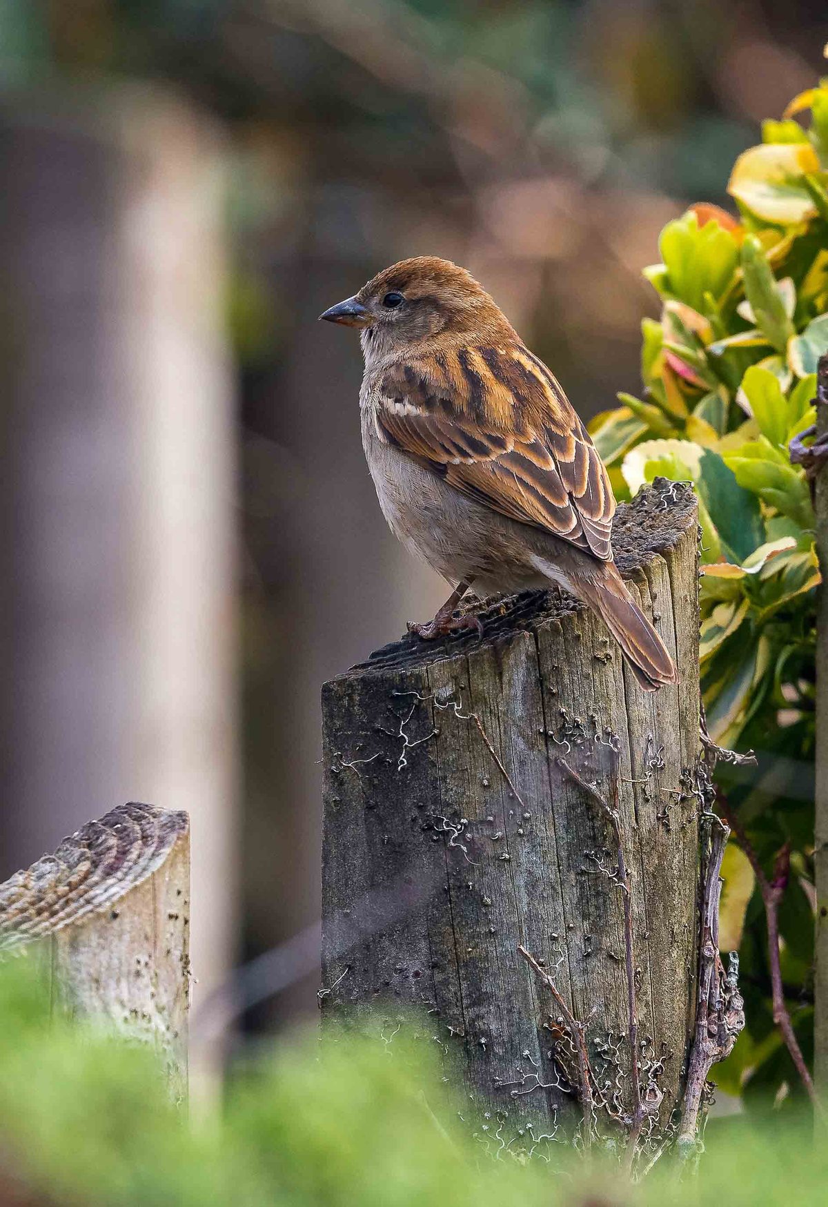 Backyard Birds You’re Most Likely to See on Thanksgiving Weekend