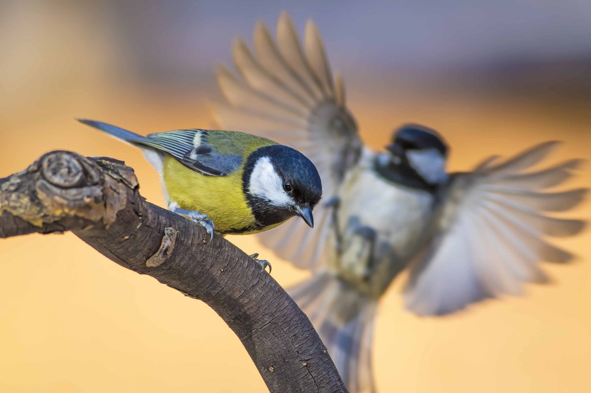 Smart, Sustainable, and Gift-Ready: Why Trail Optics Feeders Are a Perfect Black Friday Find