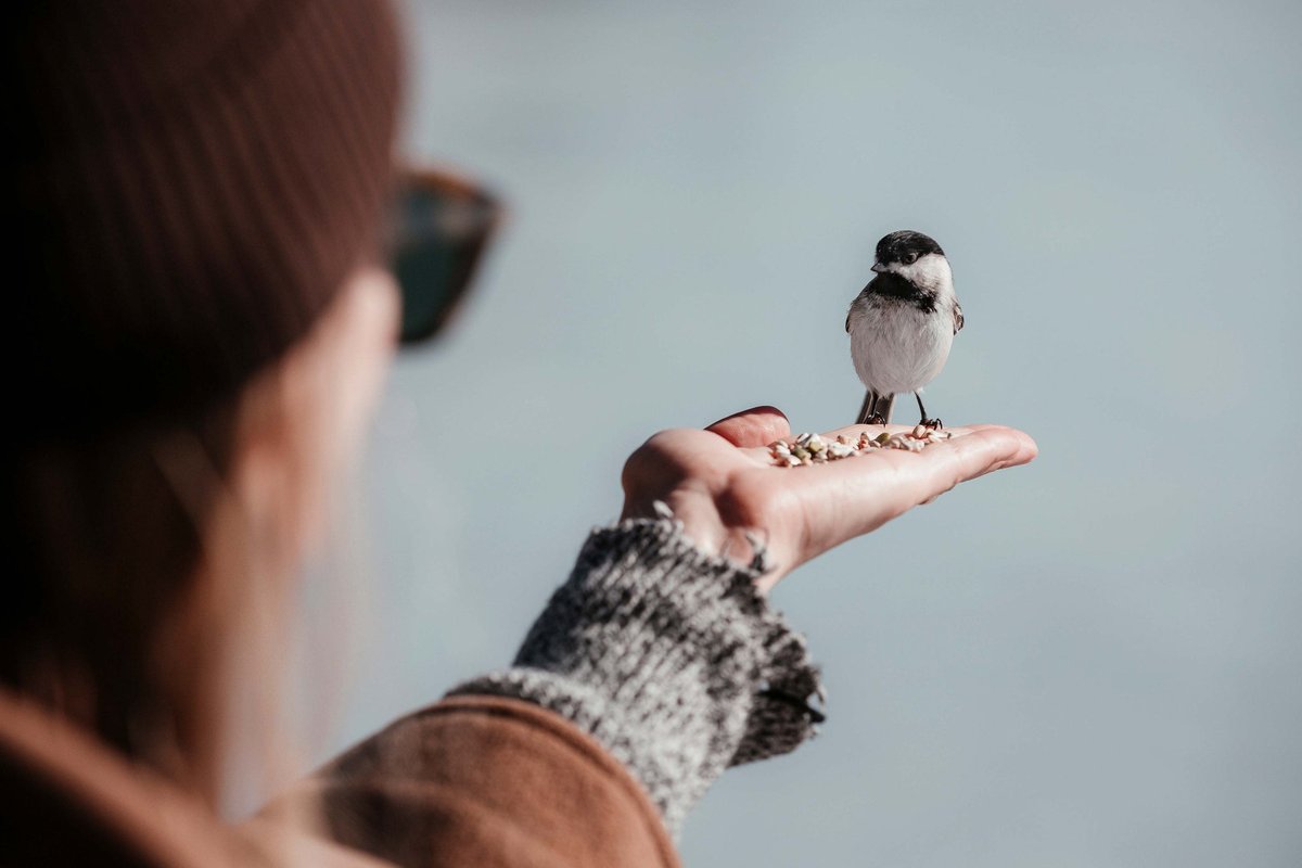 The Ultimate 2025 Gift Guide for Bird Lovers and Nature Enthusiasts