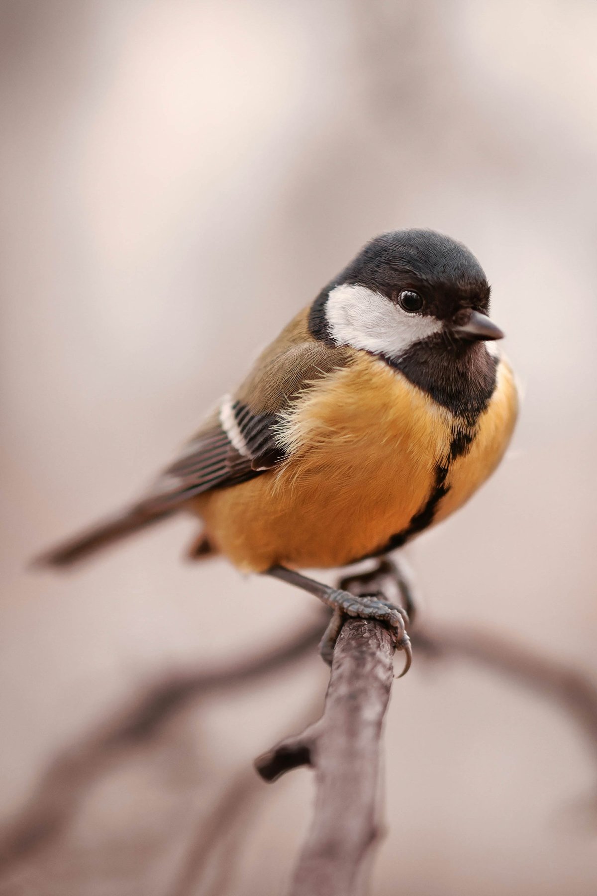 Why Smart Bird Feeders Are the Breakout Gift of 2025 (and Who They’re Perfect For)