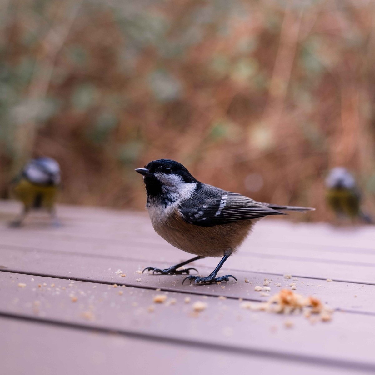 Cozy Backyard Moments: How to Create a Winter Birdwatching Space You’ll Love