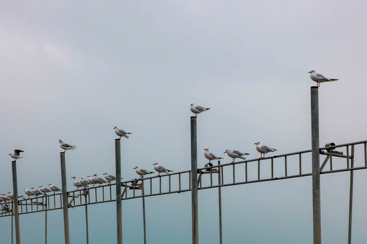 The Best Birds to Spot in December — And How Your Feeder Helps Bring Them In