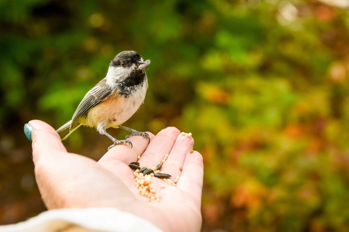 How to Capture Stunning Bird Photos and Videos with Your Trail Optics Smart Feeder