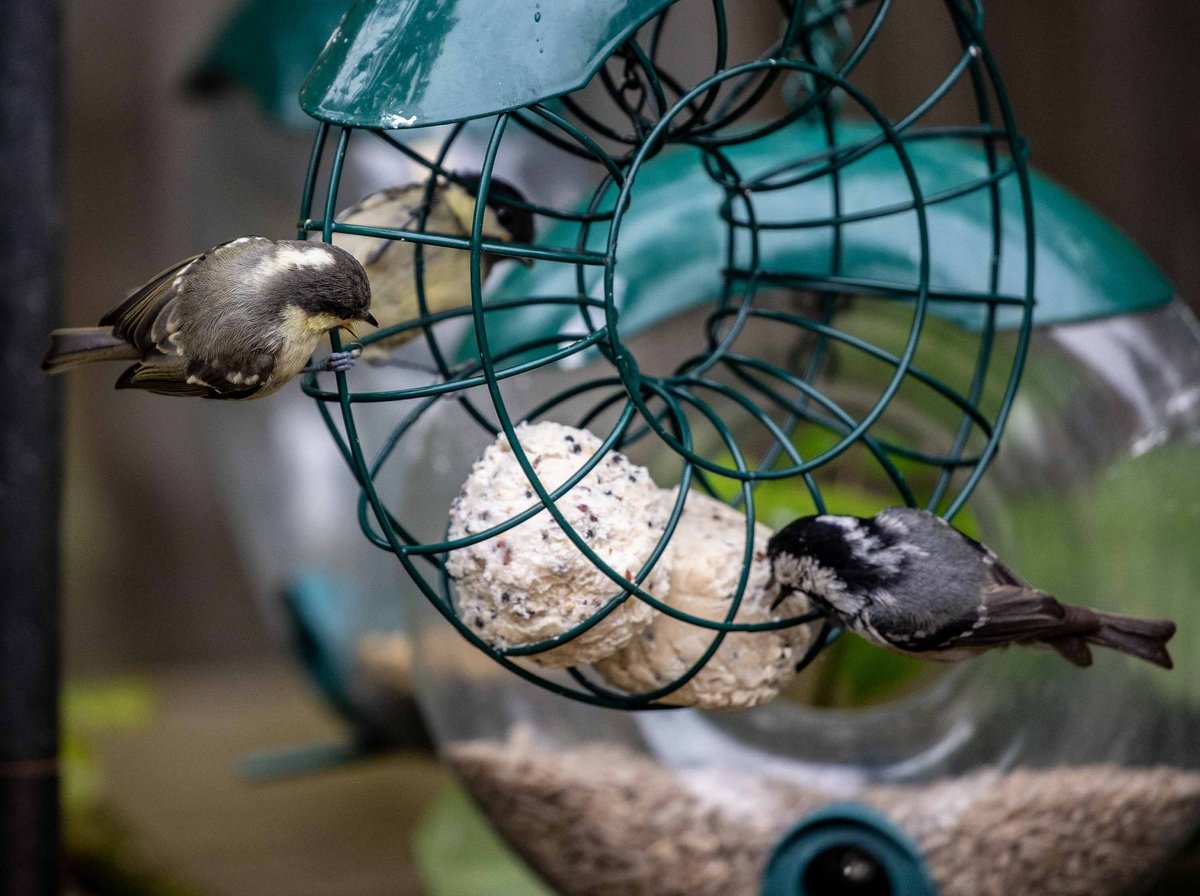 How to Make Your Backyard Wildlife-Friendly This Winter