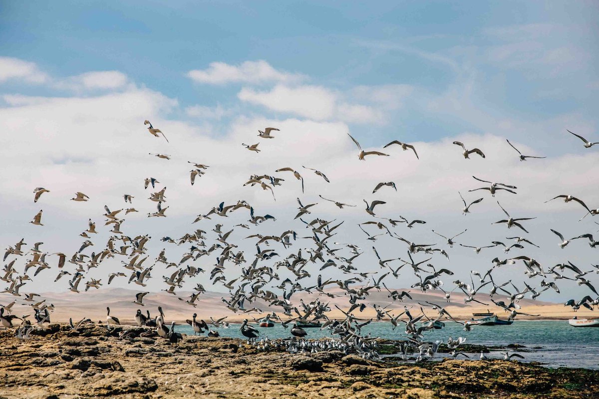Shareable Nature Moments: How Smart Feeders Bring Families Together for the Holidays
